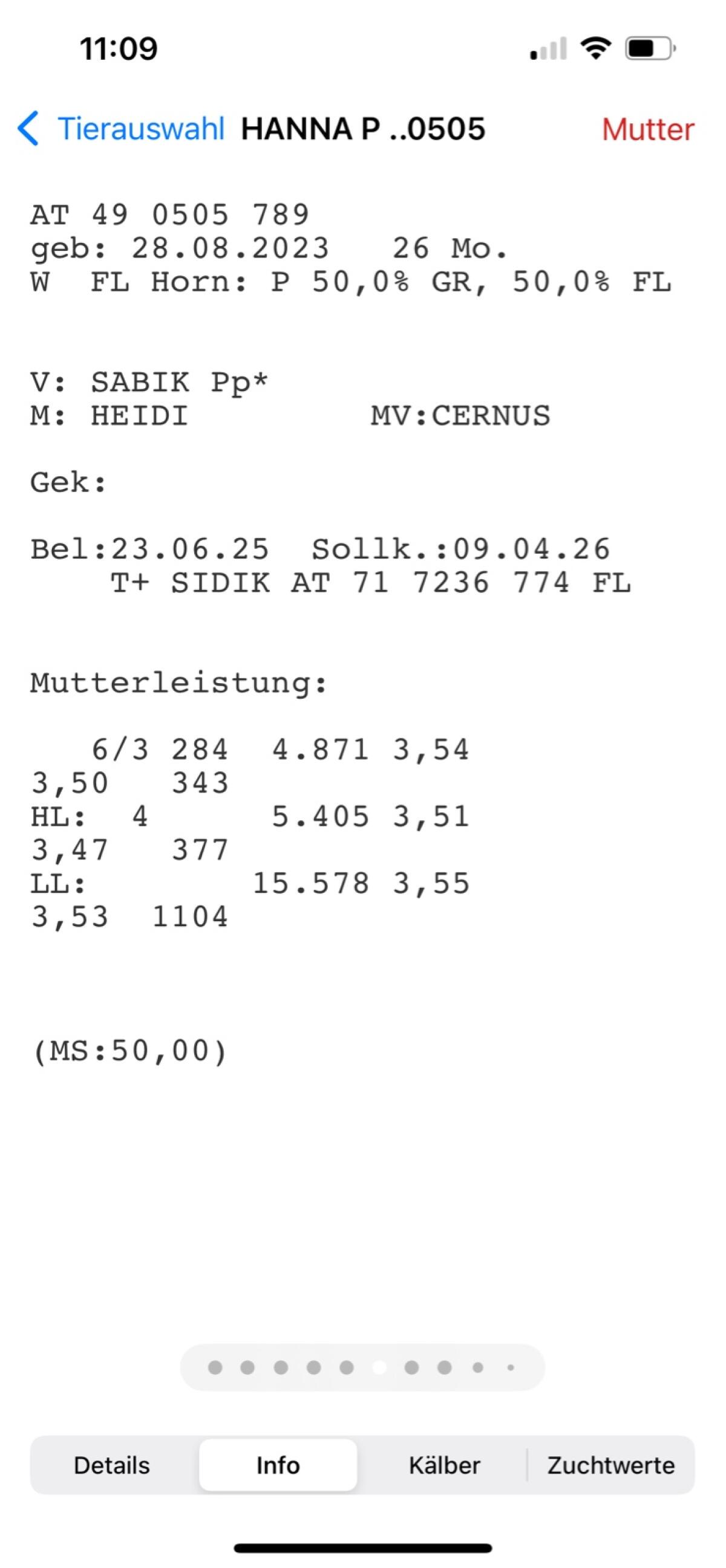 Trächtige Kalbin 1