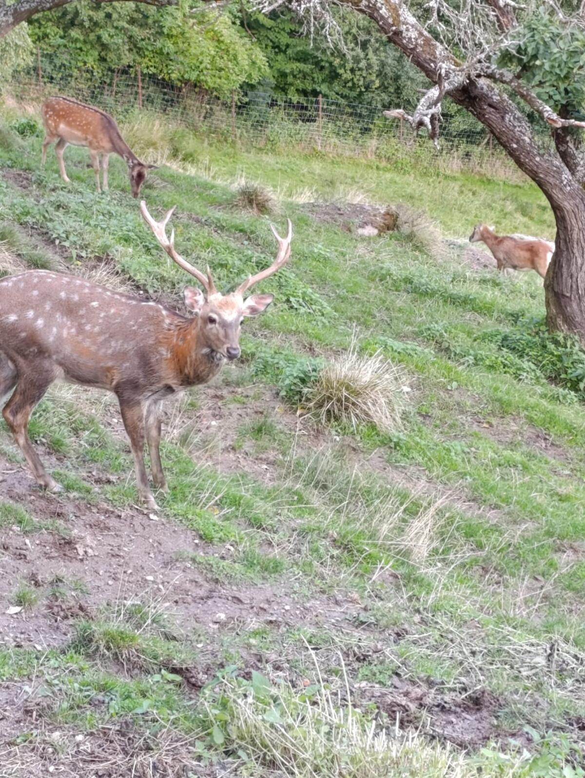 Sika Dybowski 1