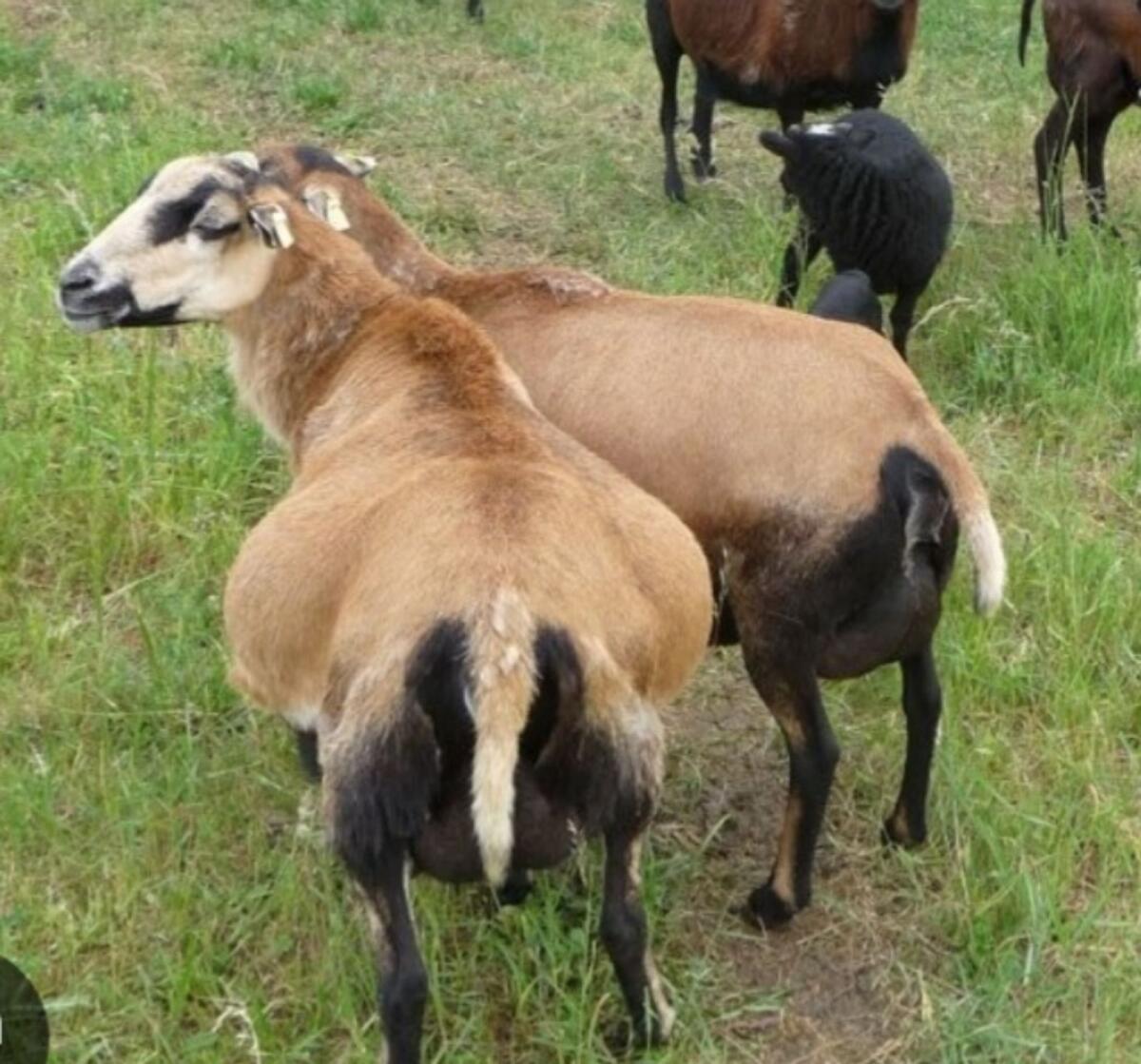 Kamerunschaf 1