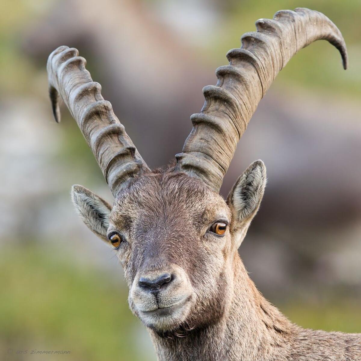SUCHE Steinbock-, Bezoar-, Ziegen-Hörner/Trophäen/Präparate 1