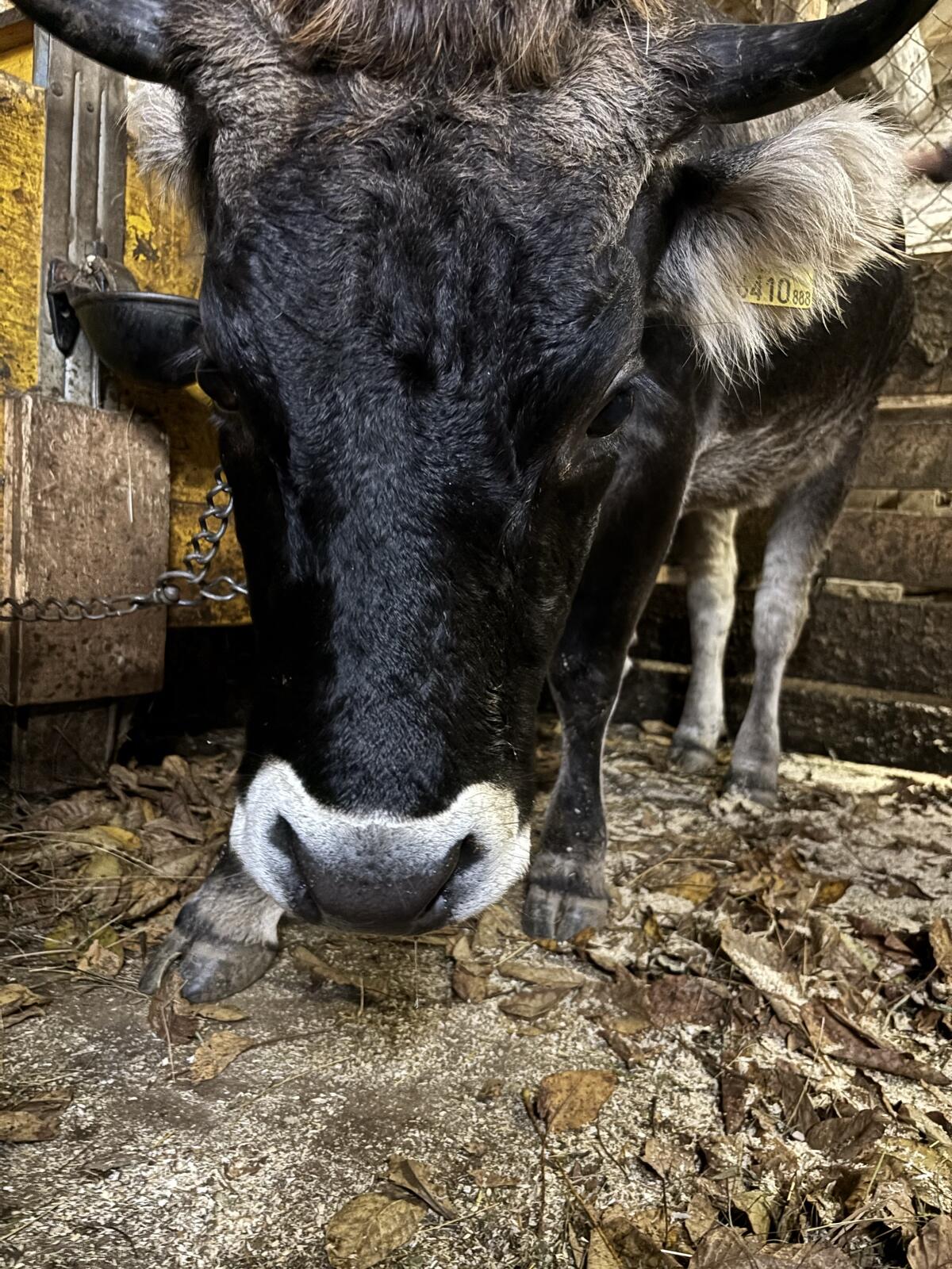Tiroler Grauvieh Kuh 2