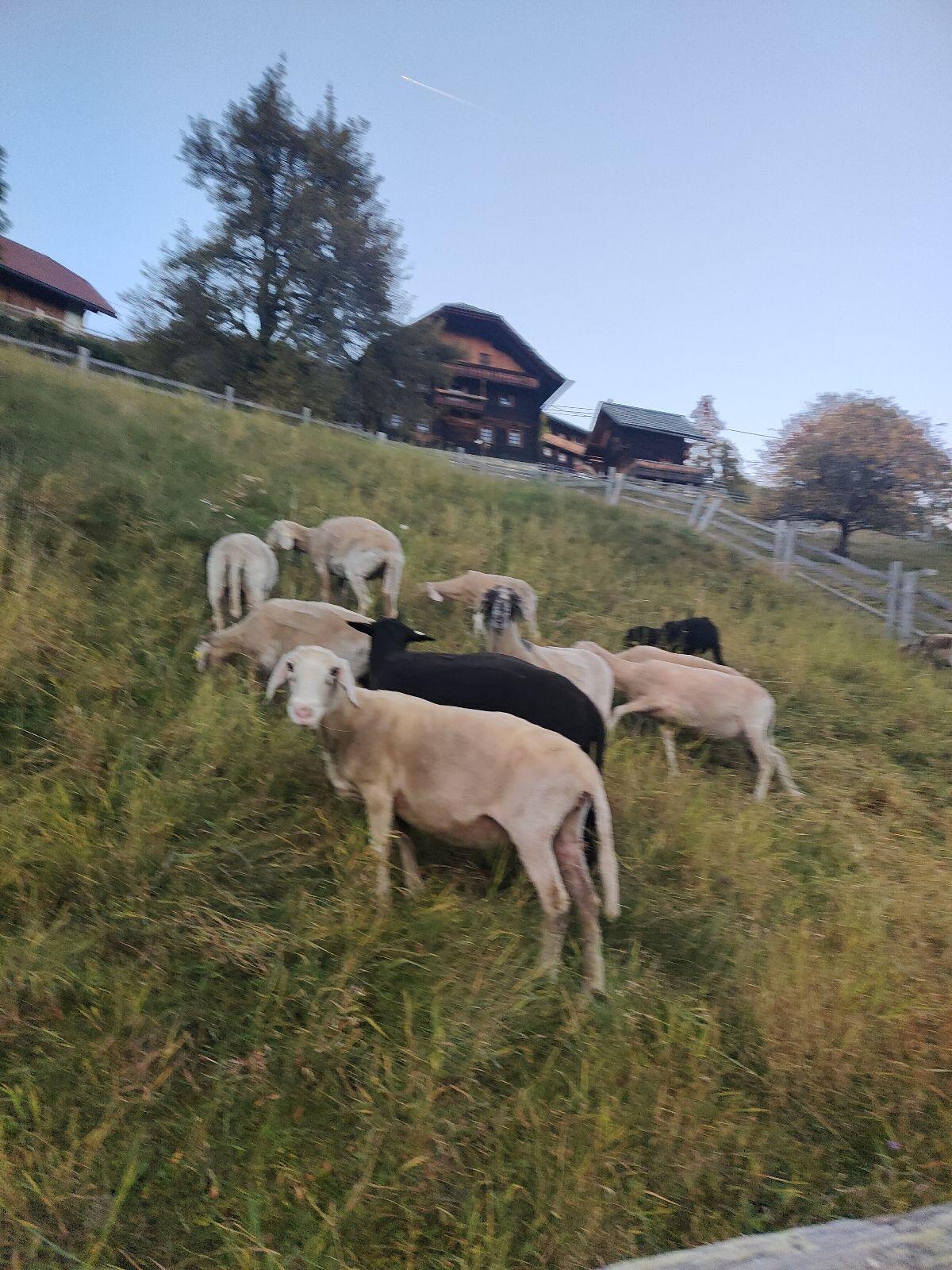 Verkaufe Schafe 2