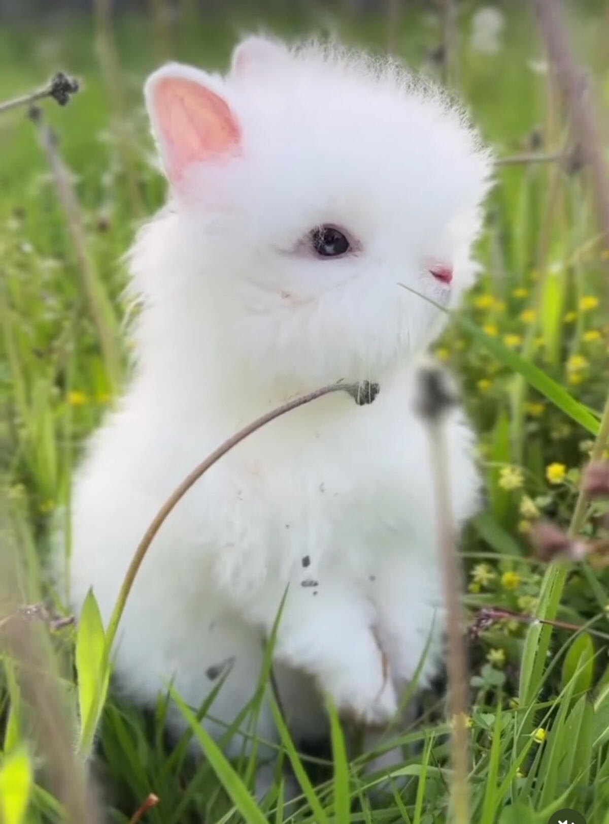 Teddyzwergkaninchen 2