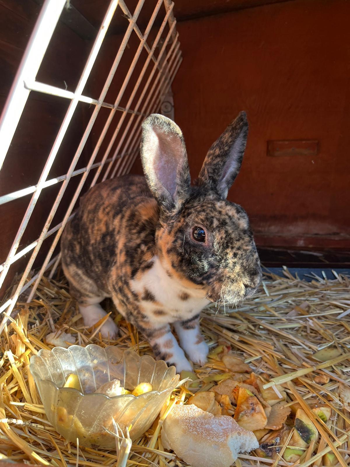 Männlicher Klein-Rex Mischling Hase 1