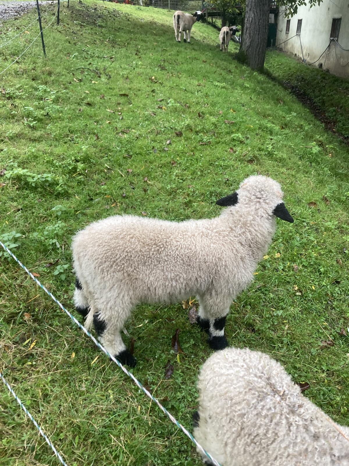 Walliser Schwarznasen Widder 2