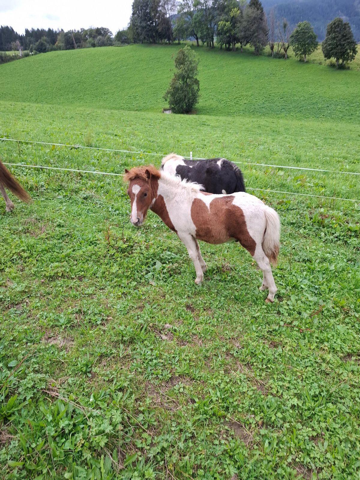 Ponyhengst 2