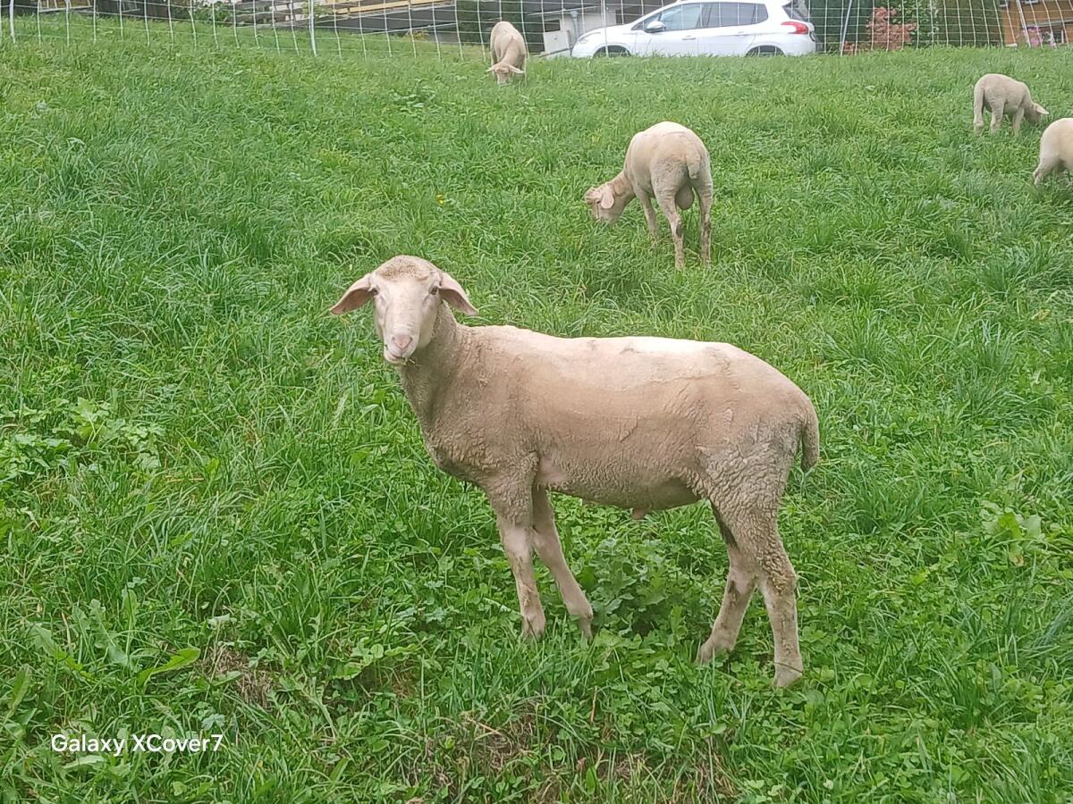 Merino Widder 2