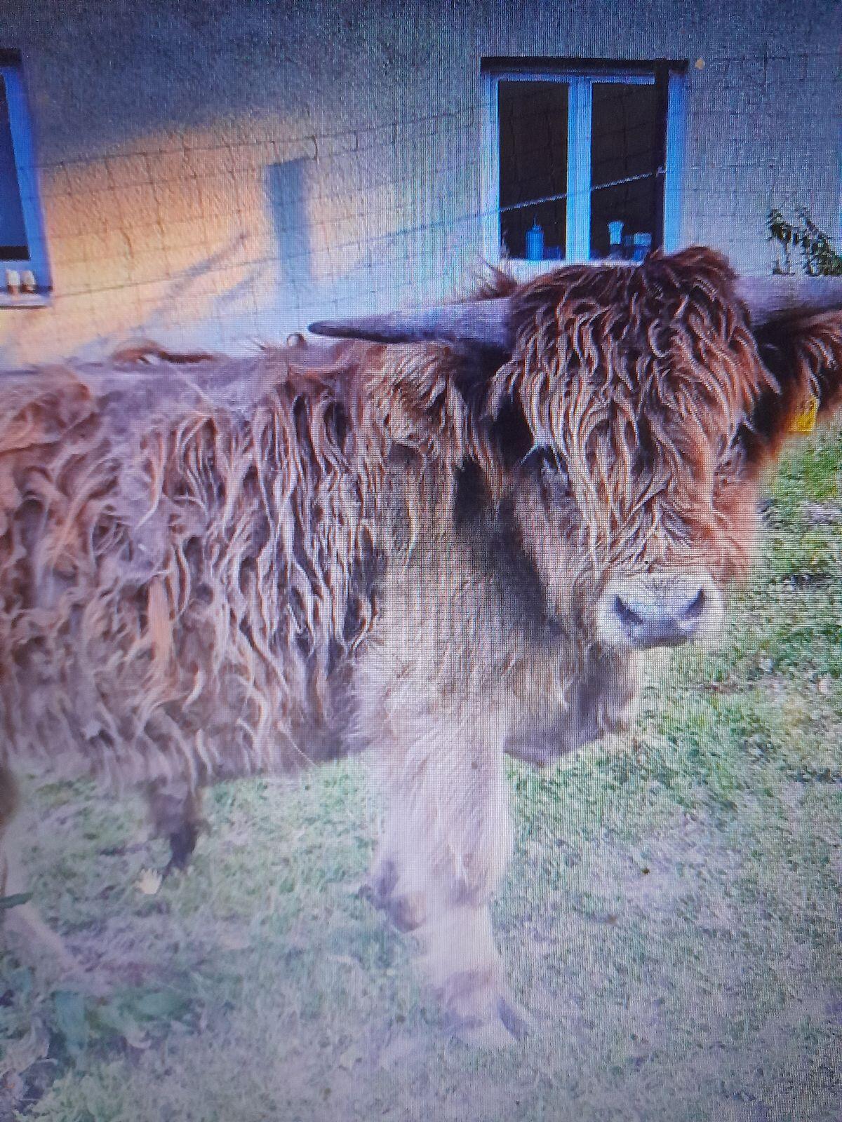Stier 3