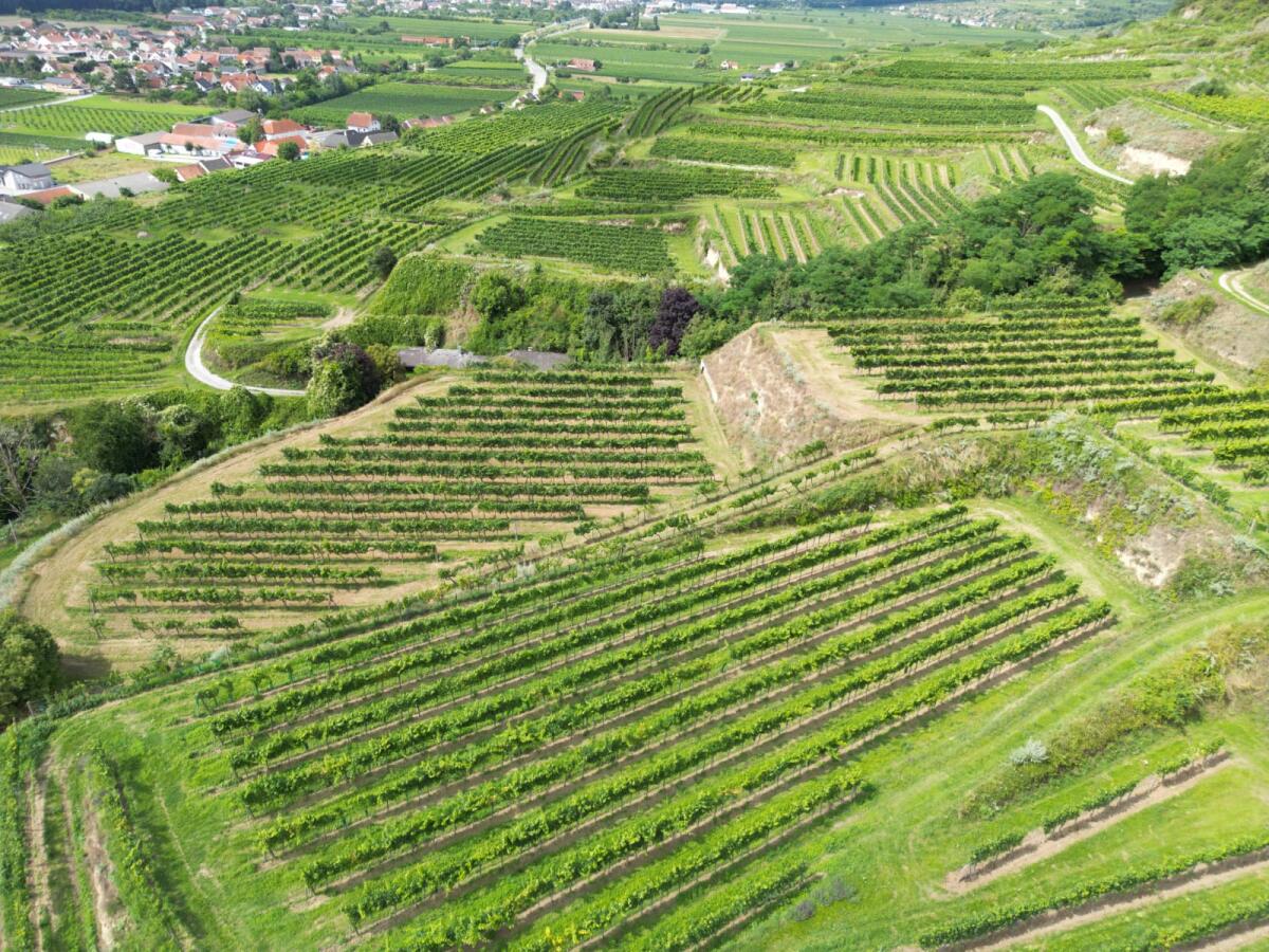 Weingarten mit Weitblick 3