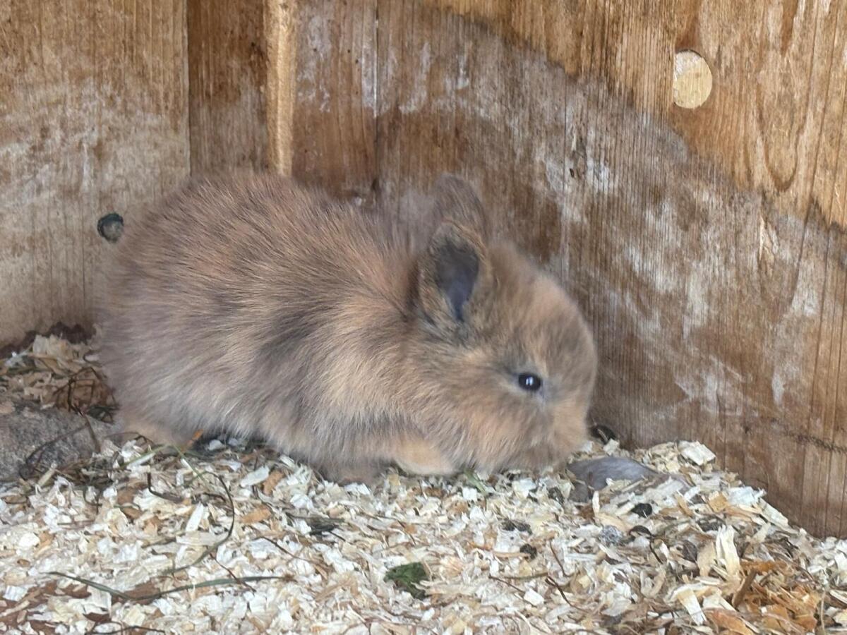 Löwenkopfkaninchen 3