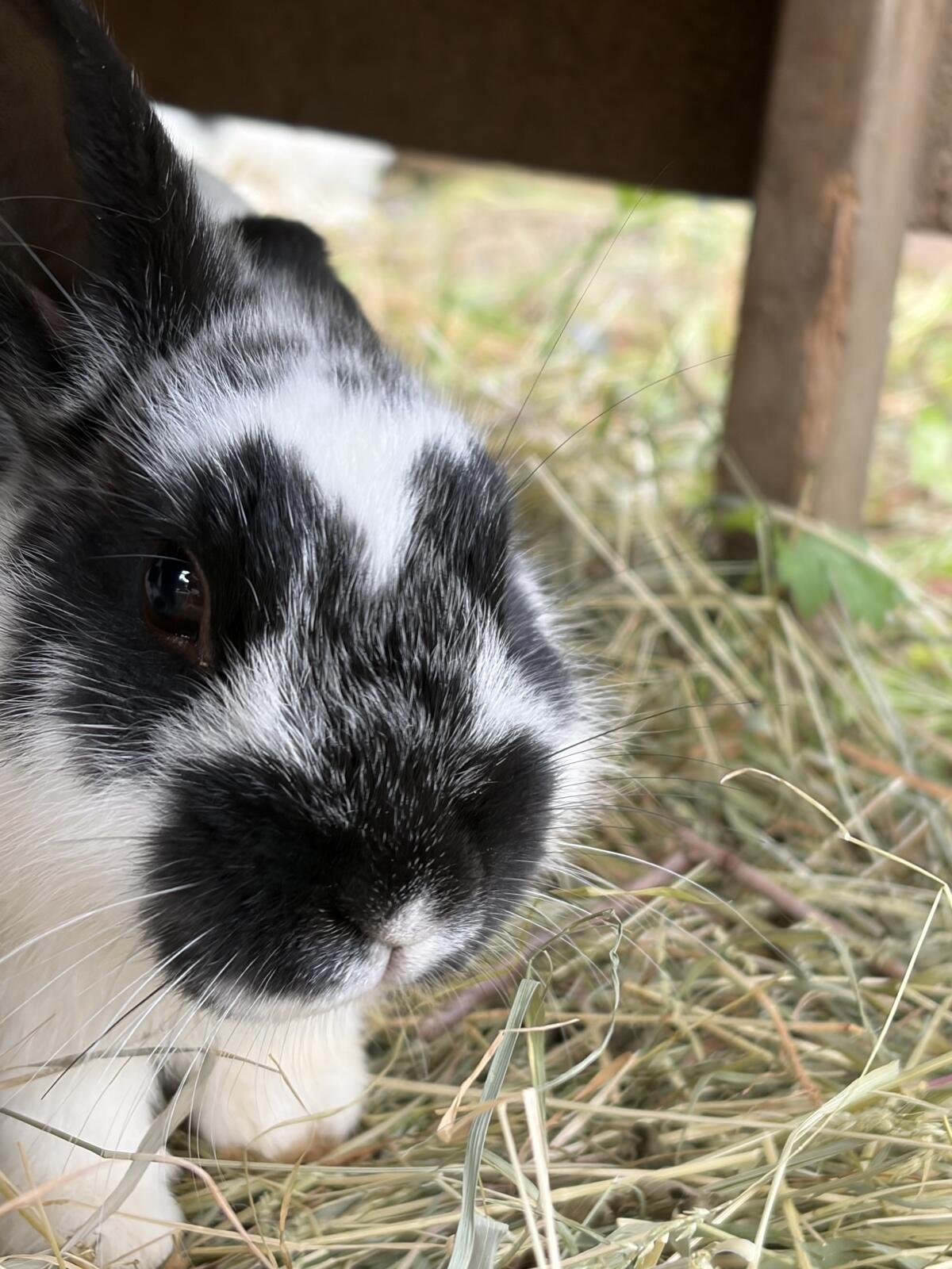 Kaninchen 3