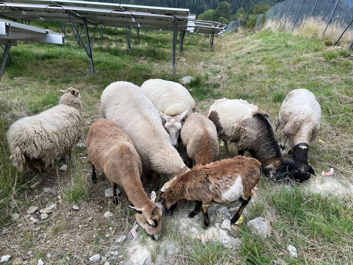 Gemischte Schafe 8 Stk. 2