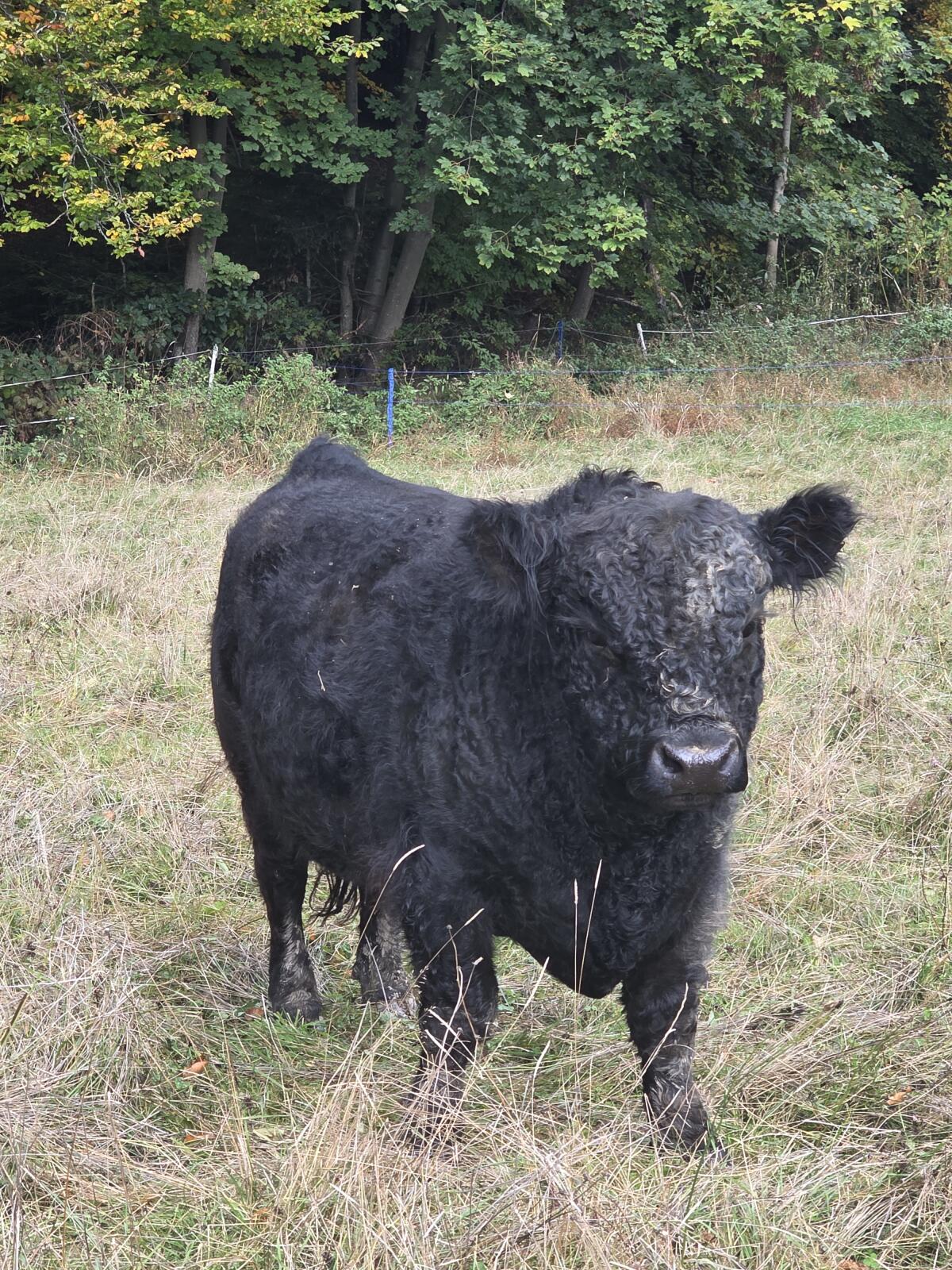 Galloway Stier 4/2024 2