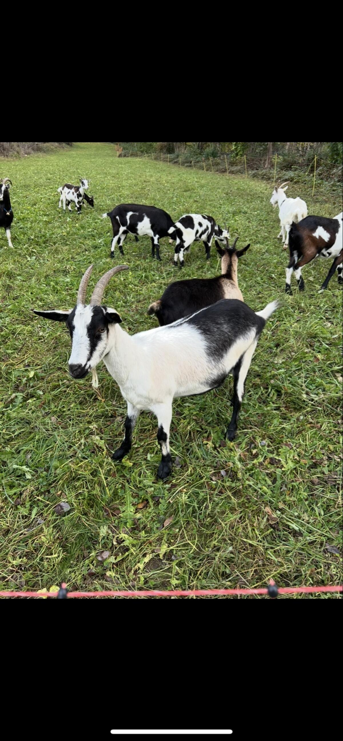 Pfauenziegen 3