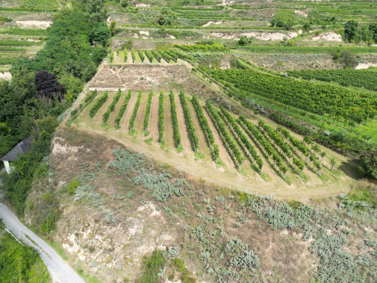 Weingarten mit Weitblick 2