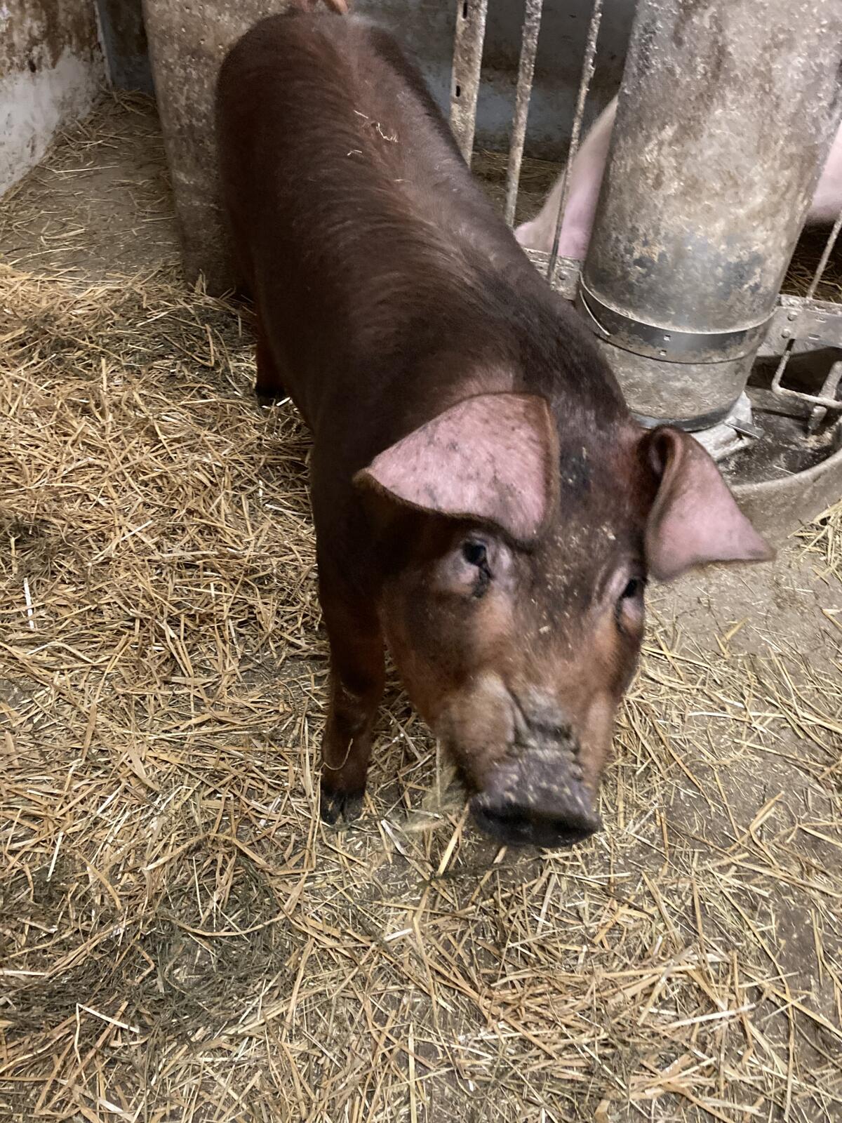 Duroc Ferkel 2