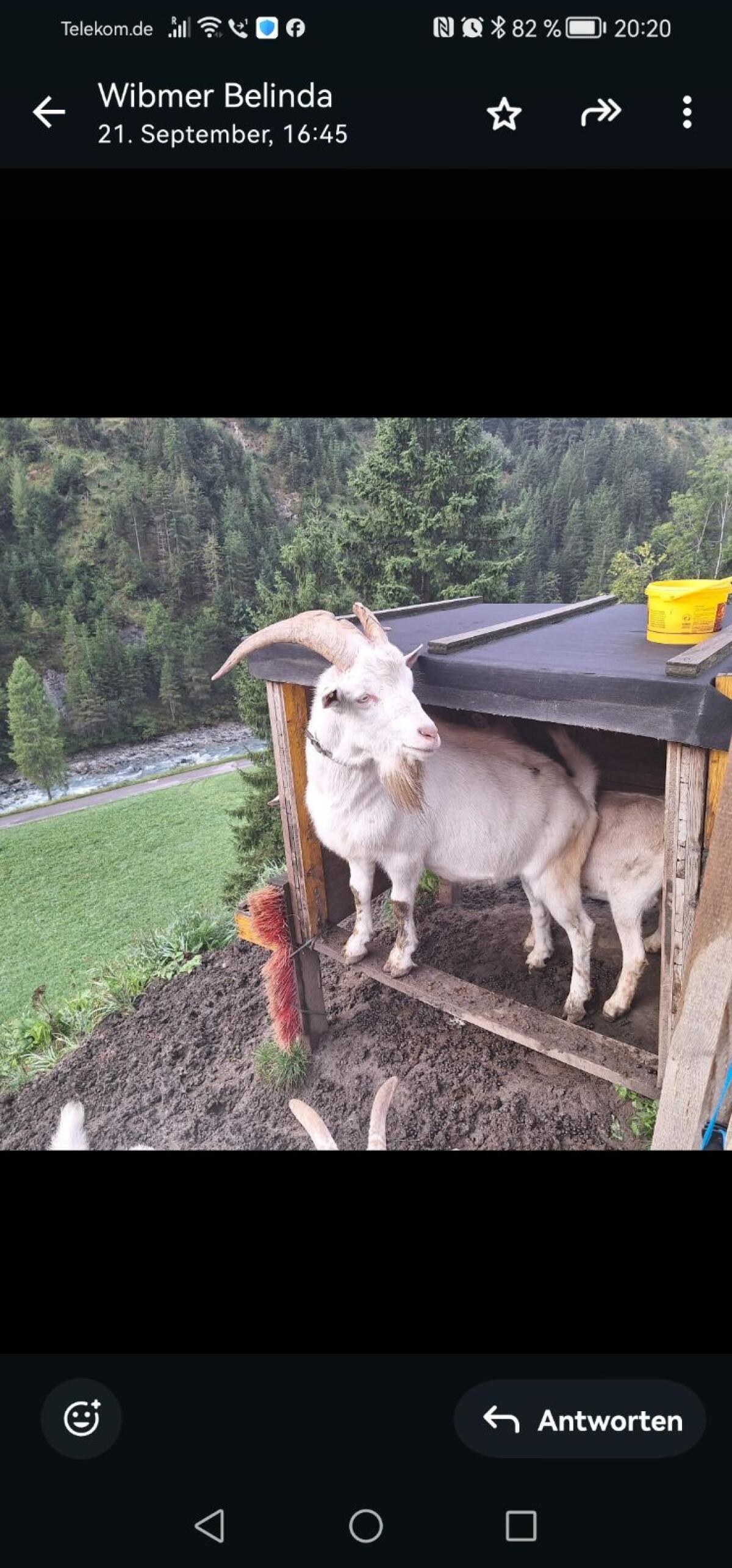 Verkaufe zutraulichen Saanen-Ziegenbock 2