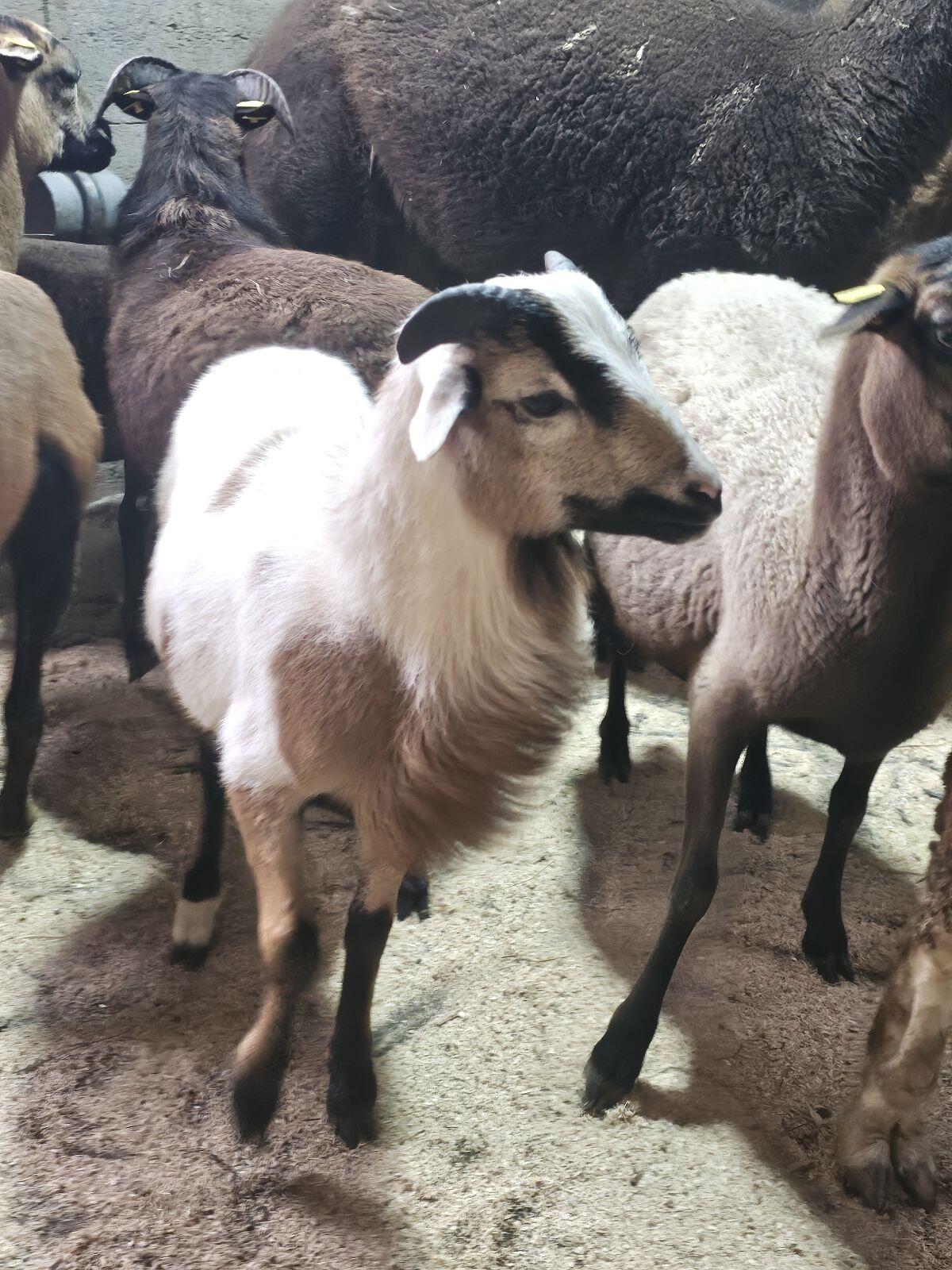 Kamerunbock 2