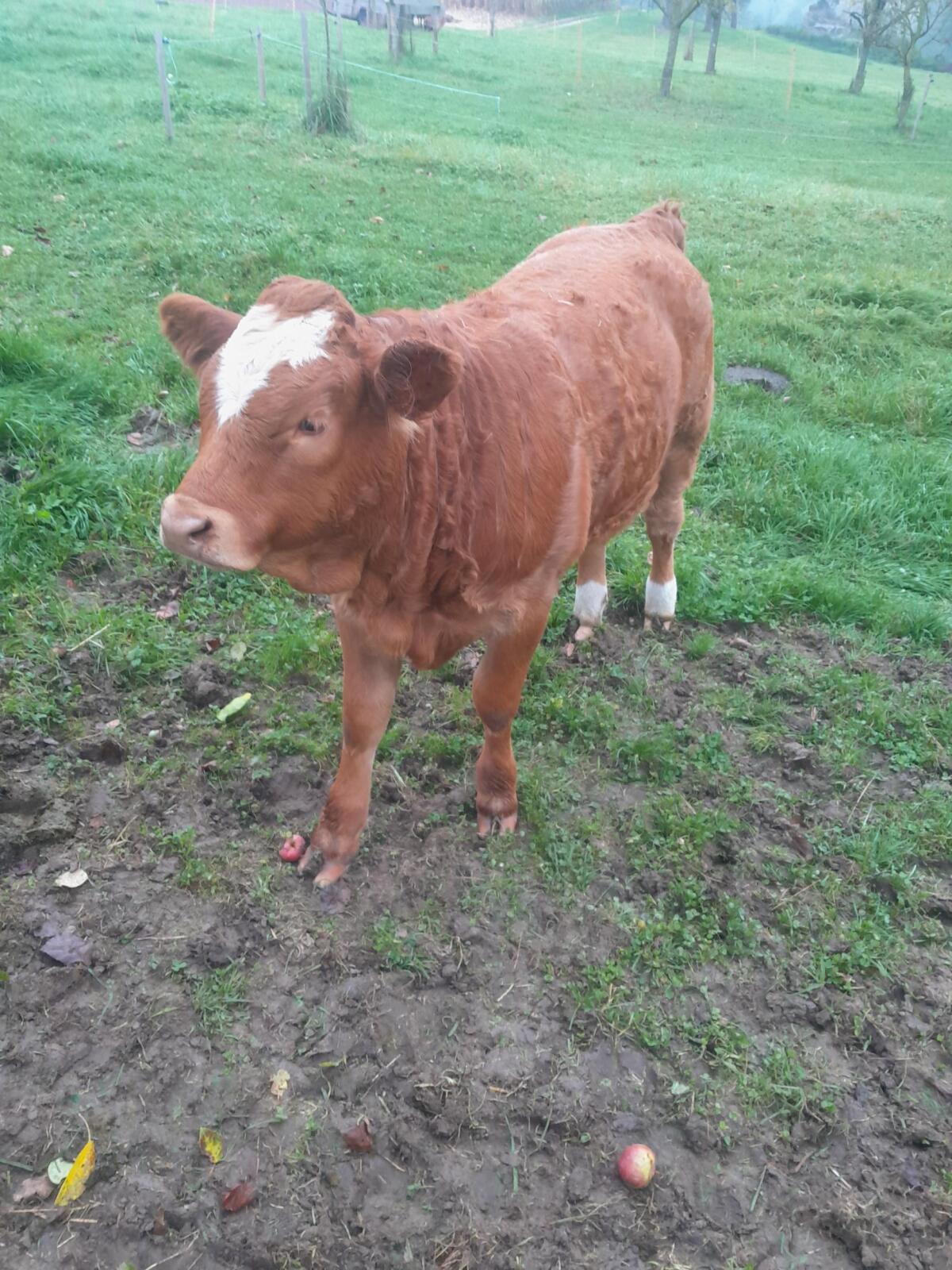 Limousin Jungkalbin 1