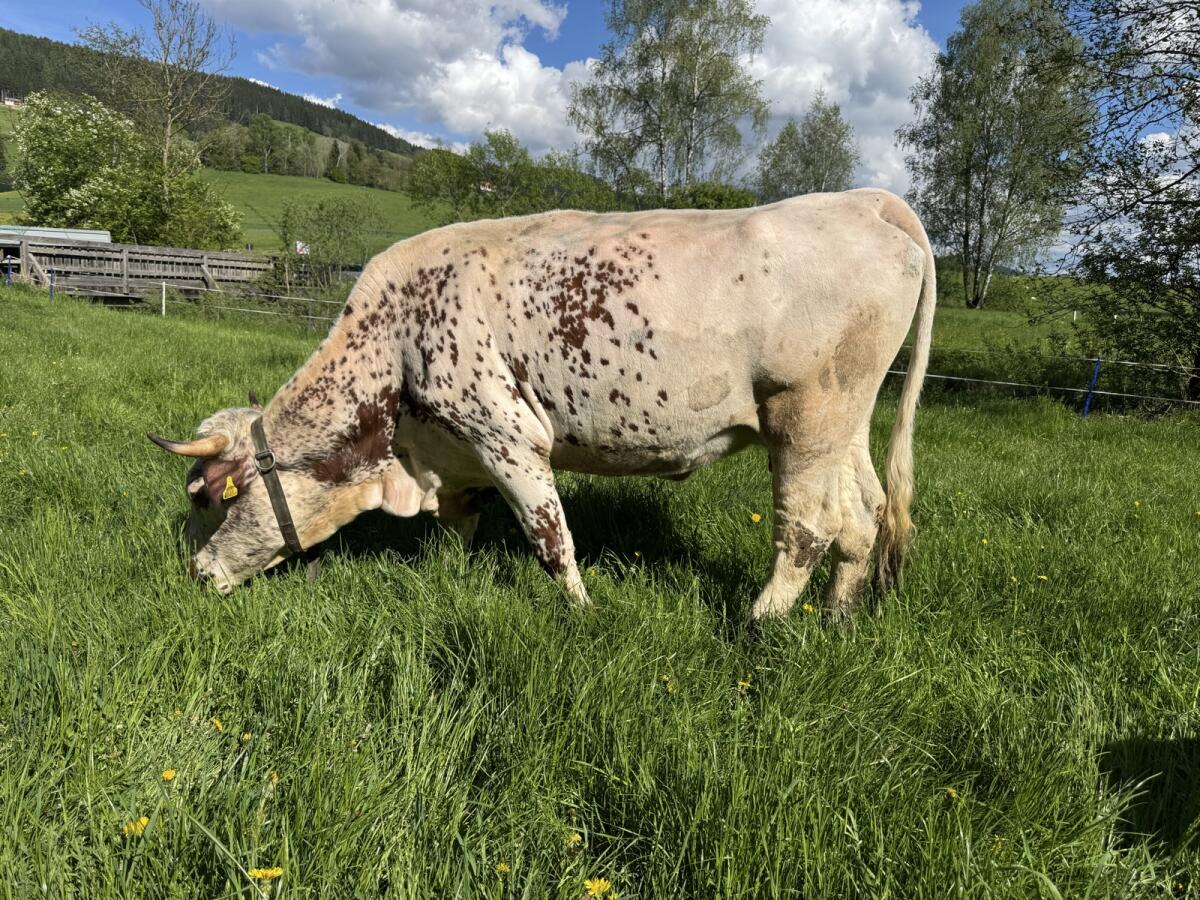 Pustertaler Sprinzen Kuh Lamira PSR 3