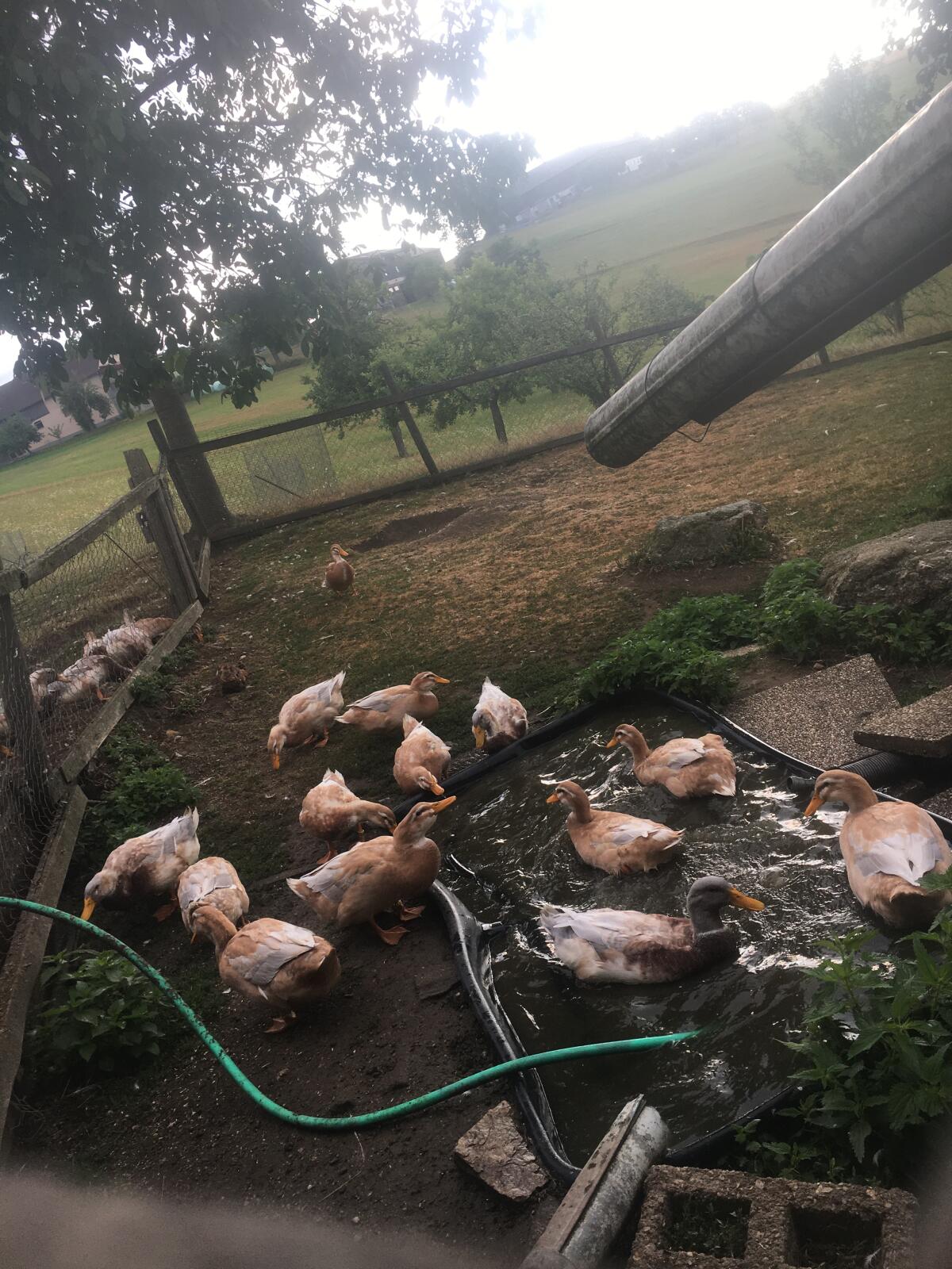 Sachsenenten, Zuchttiere 1