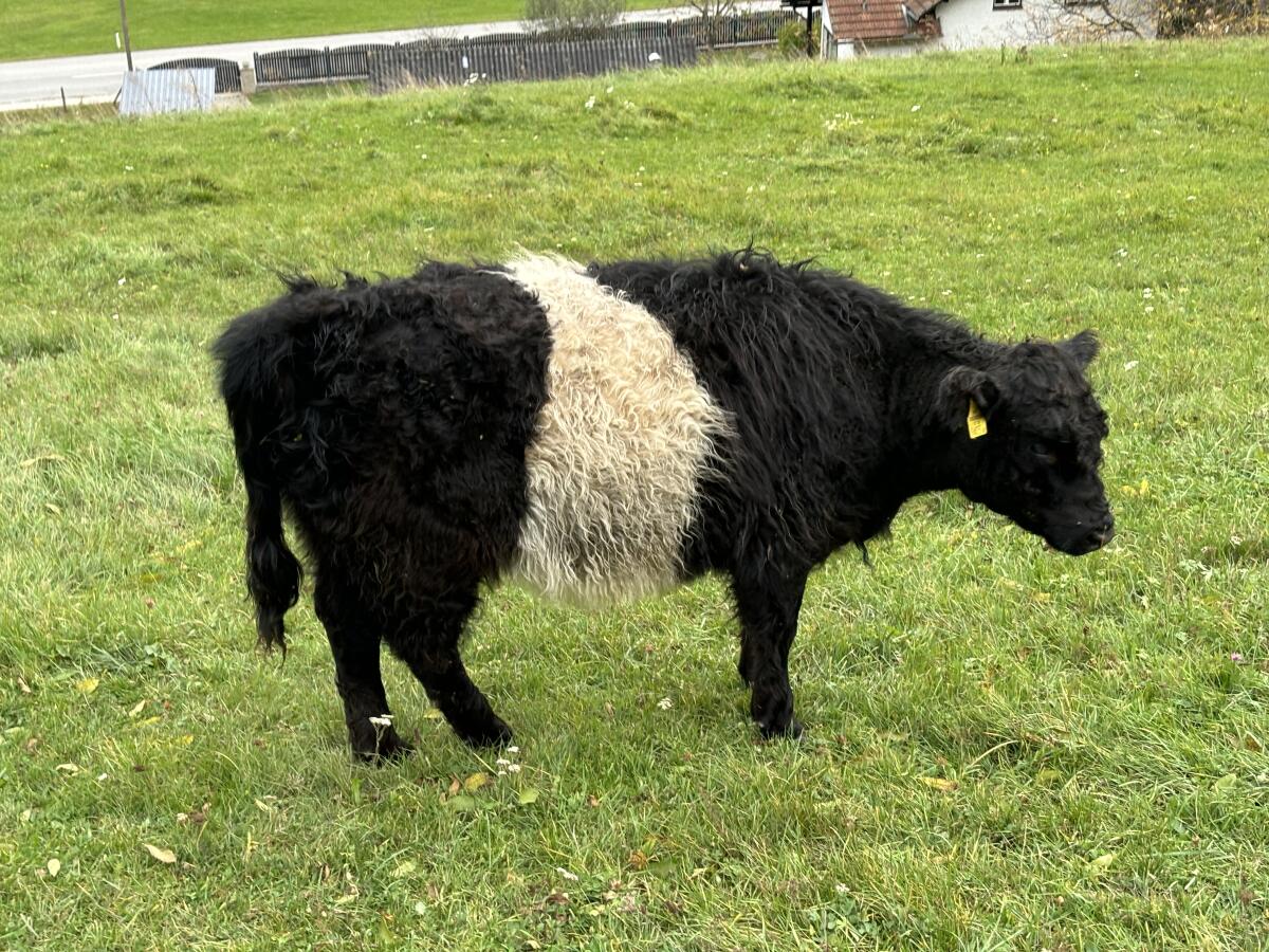 Verkaufe Galloway-Stier und Kalbinnen 3