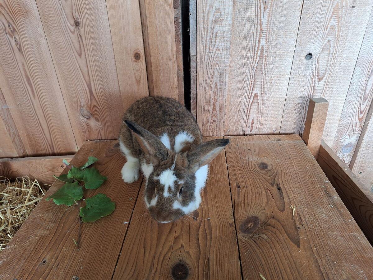 Kaninchen 3