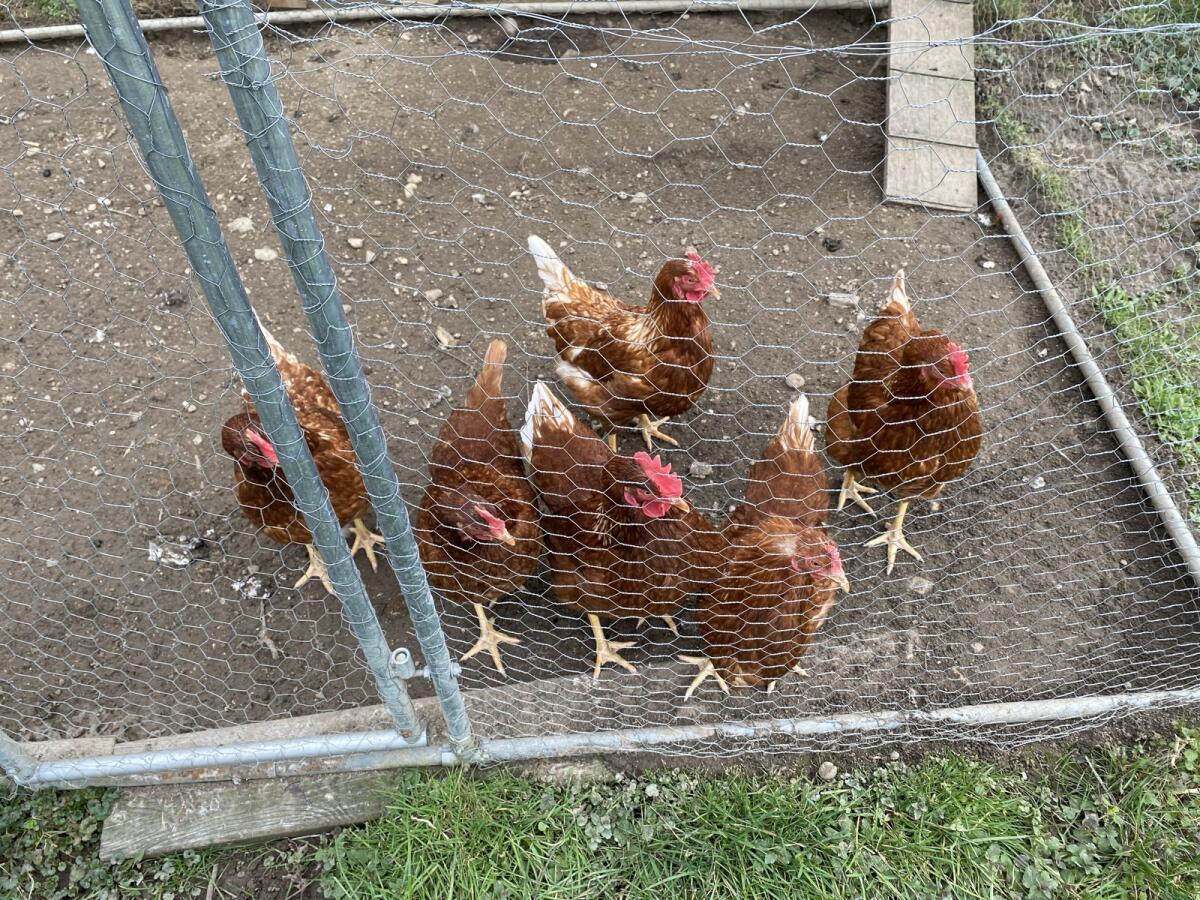 4 Hühner abzugeben 1