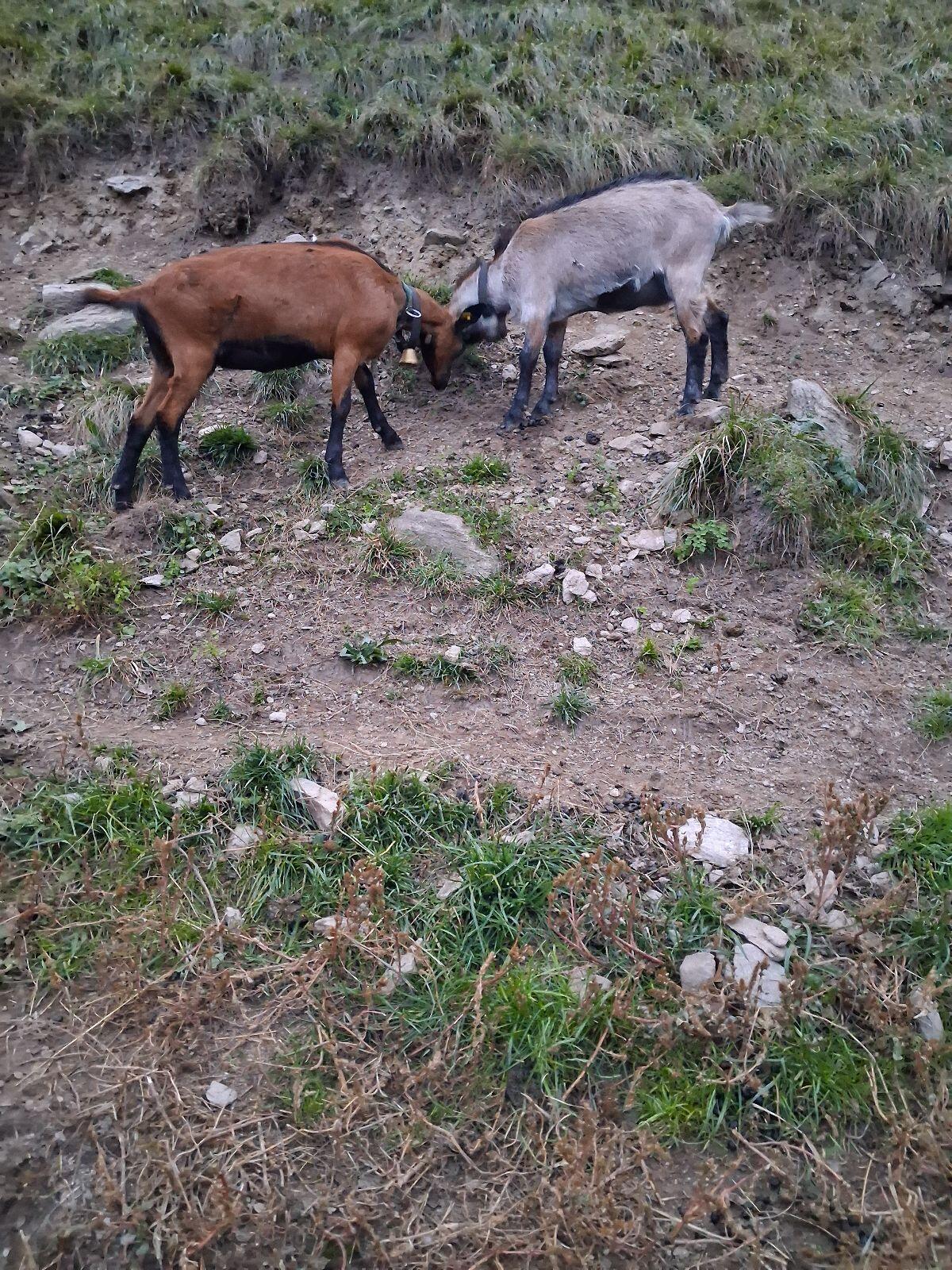 Graue Ziege 1