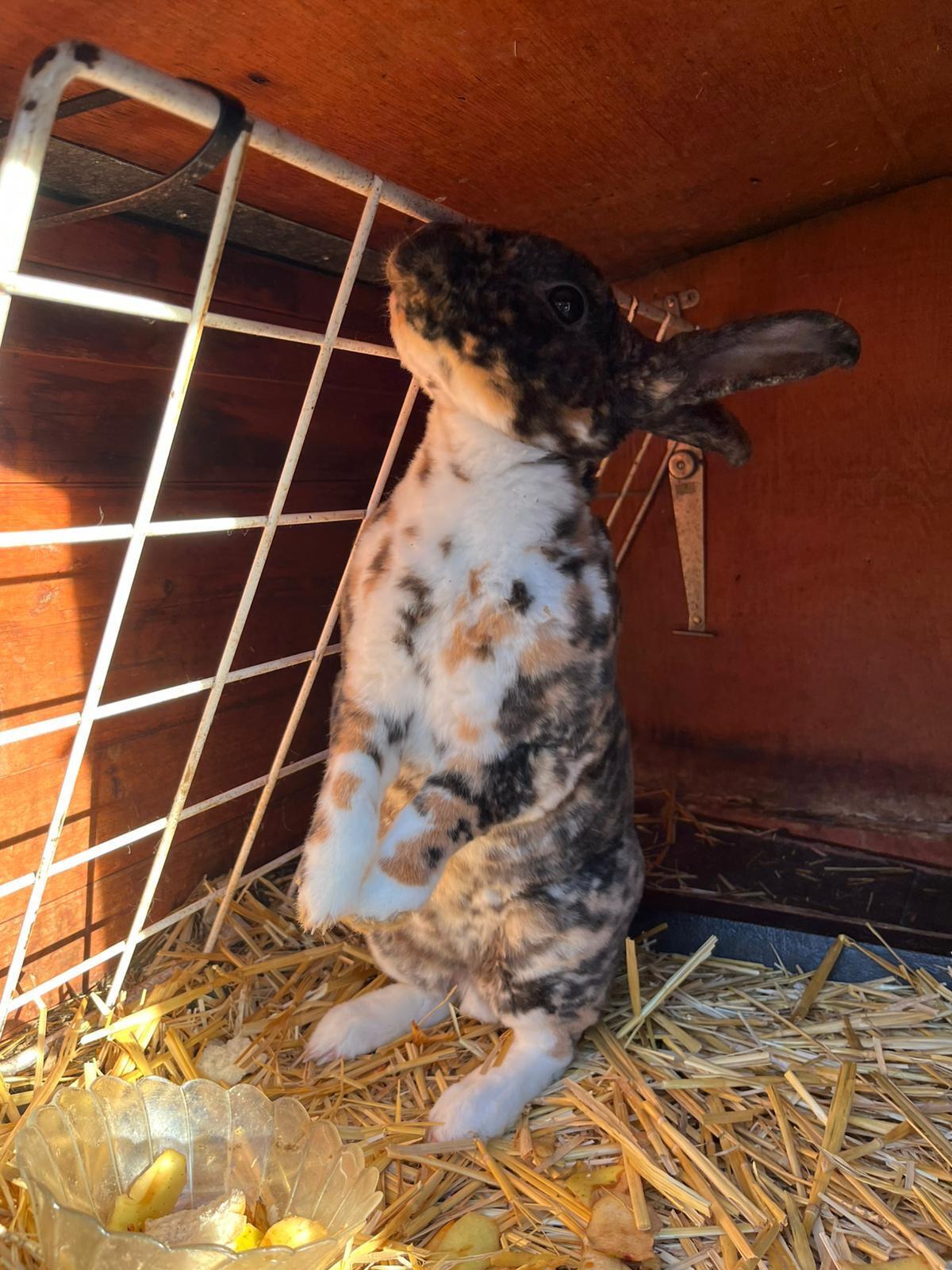 Männlicher Klein-Rex Mischling Hase 3