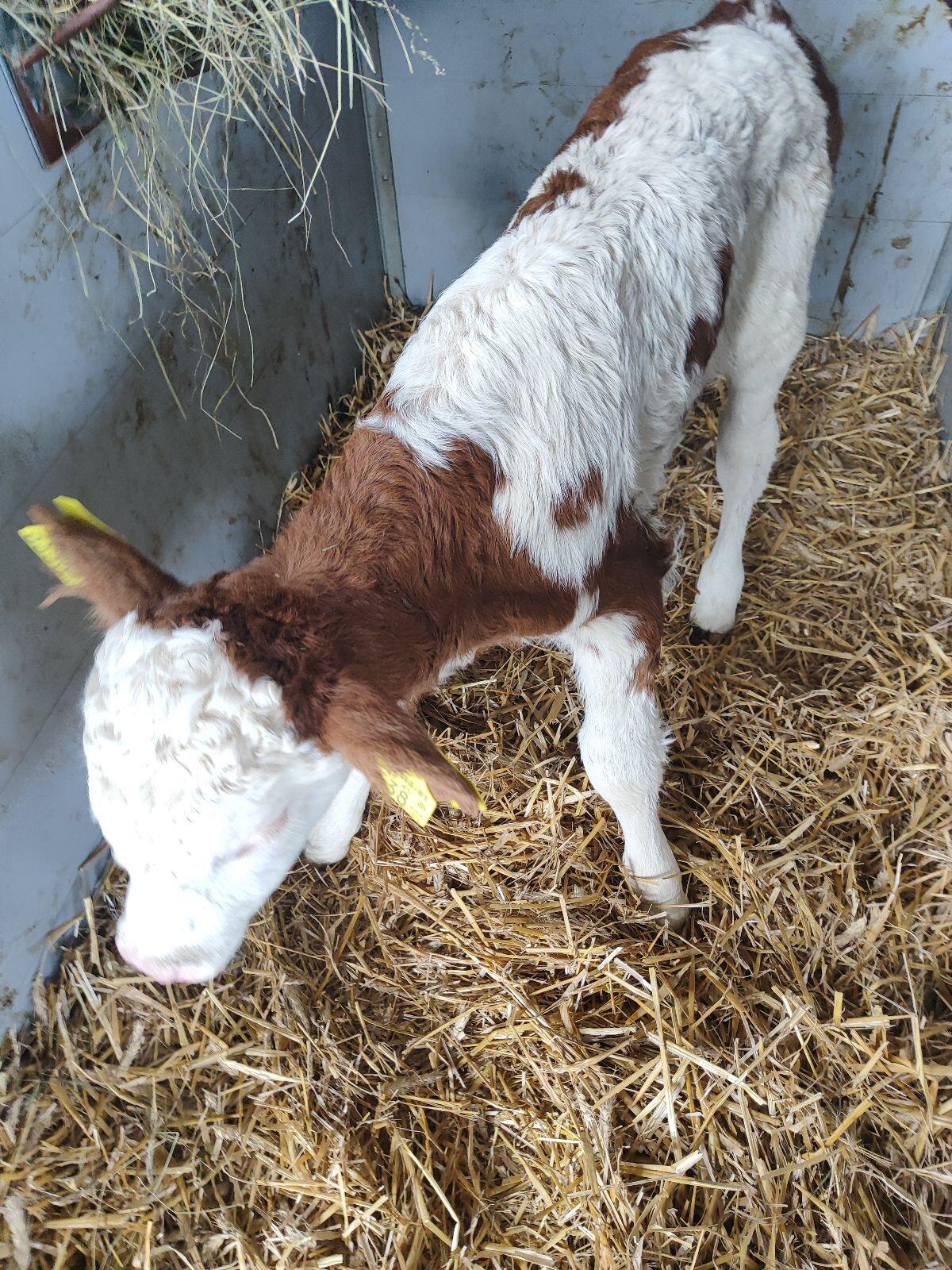 Bio Stierkalb 1