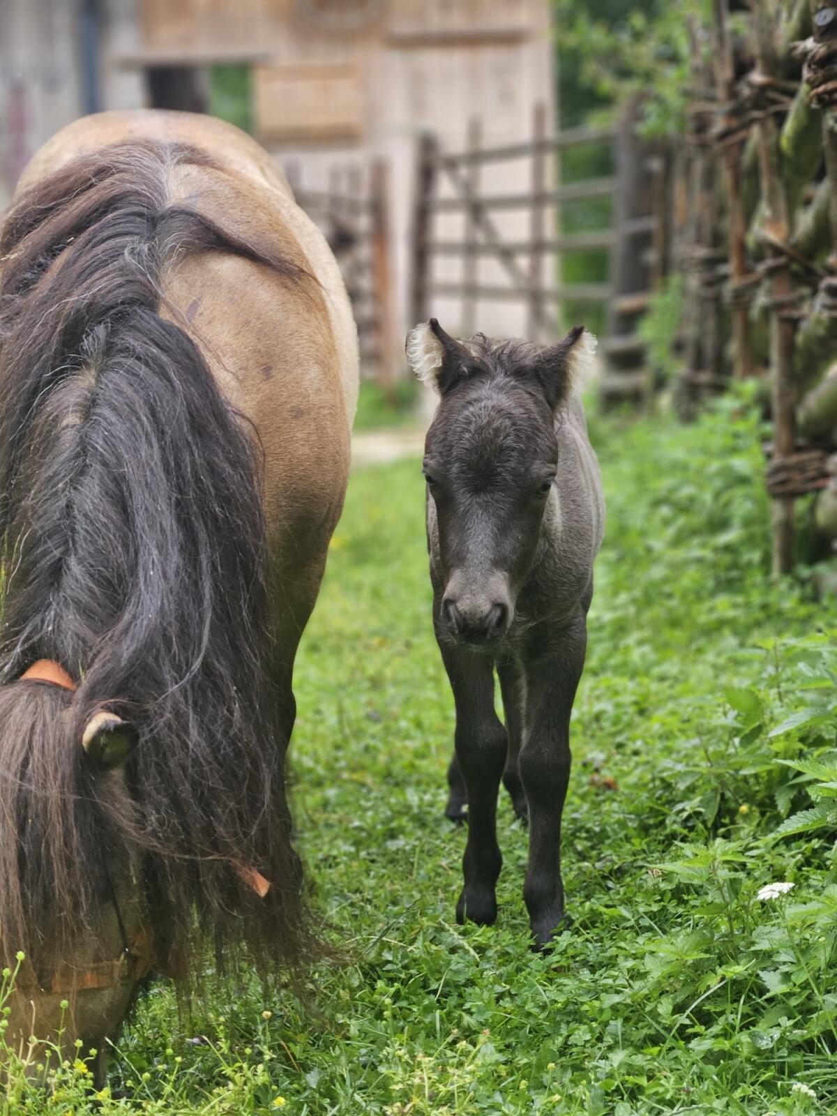 Minishetlandpony Hengstfohlen Fritz vom Miniponyhof 2