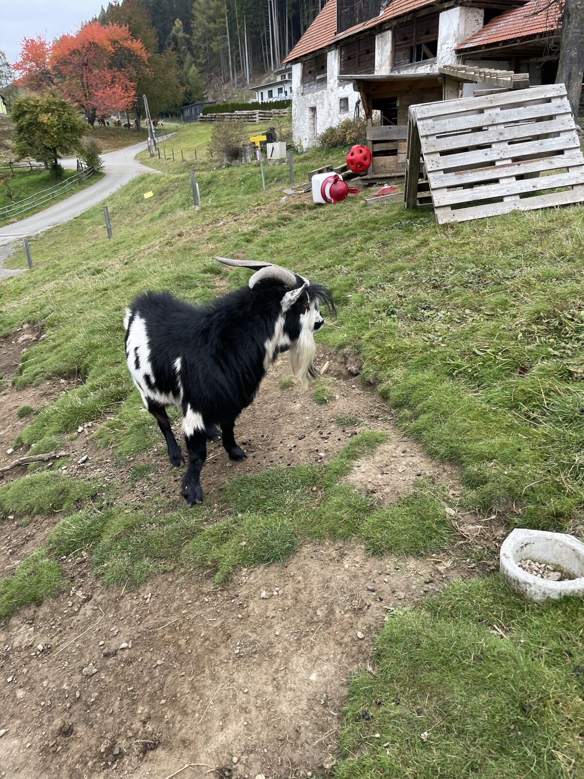 Mini Zwergziegenbock 3