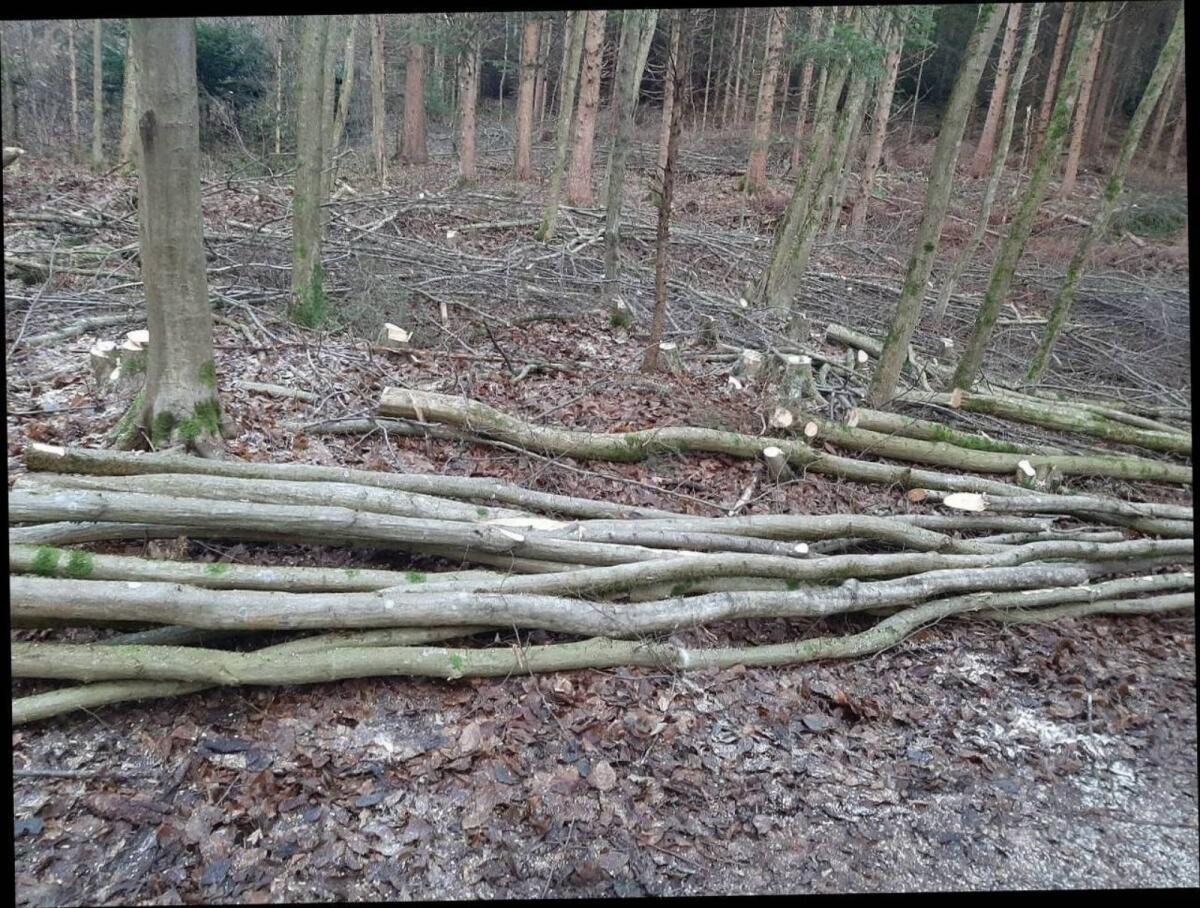 Kaufe Baumstämme für Brennholz 2