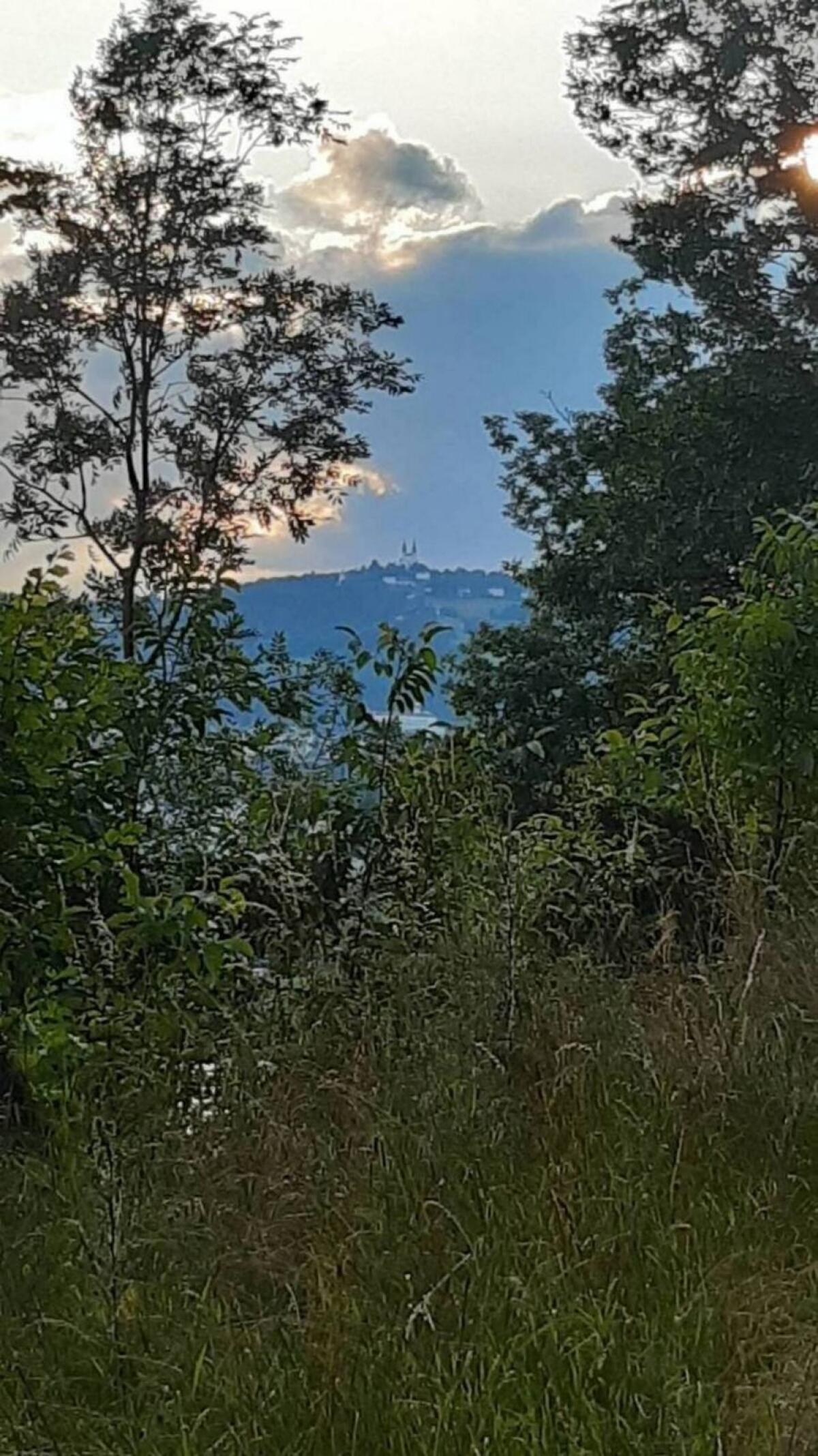 Wald in Linz/Urfahr und Bezirk Urfahr-Umgebung gesucht 2