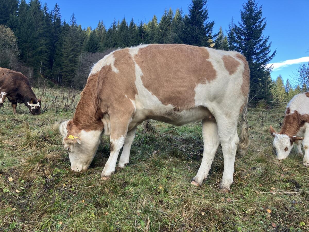 Trächtige Kalbin zu verkaufen 1