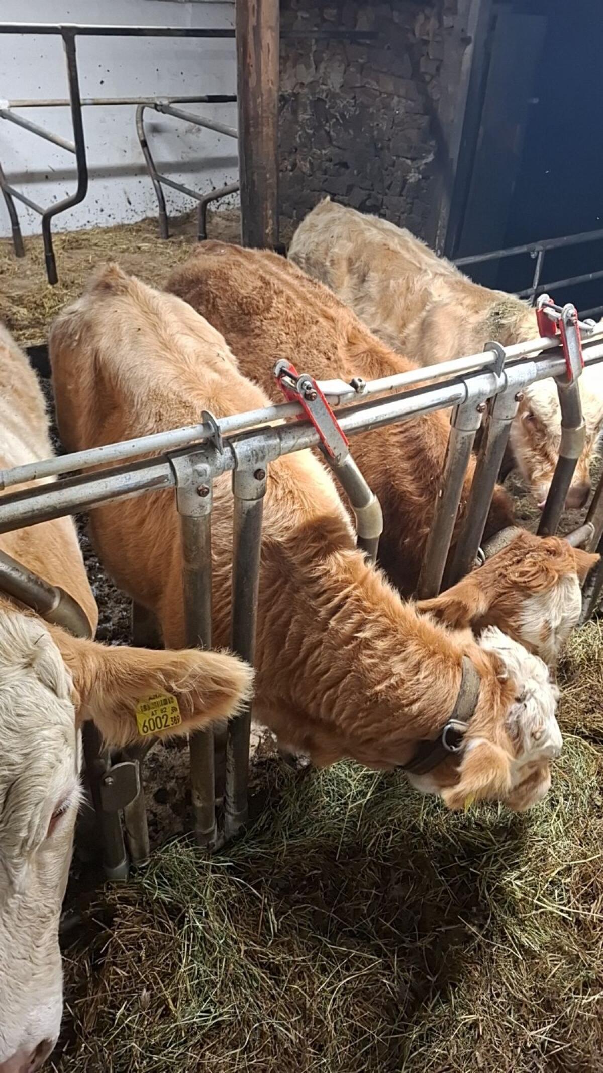 Fleck x Charolais Kalb 2