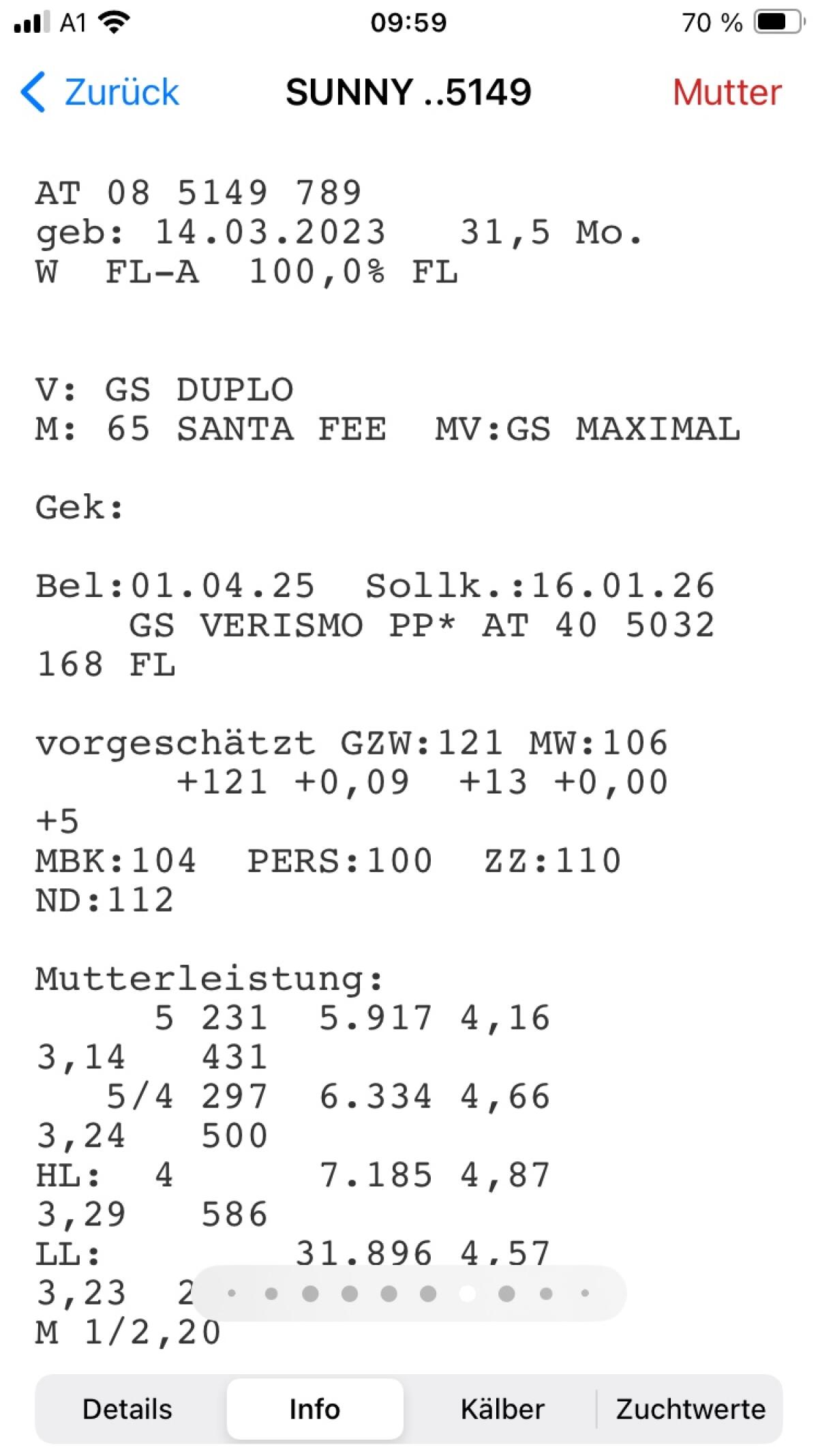 Trächtige Kalbin zu verkaufen 2