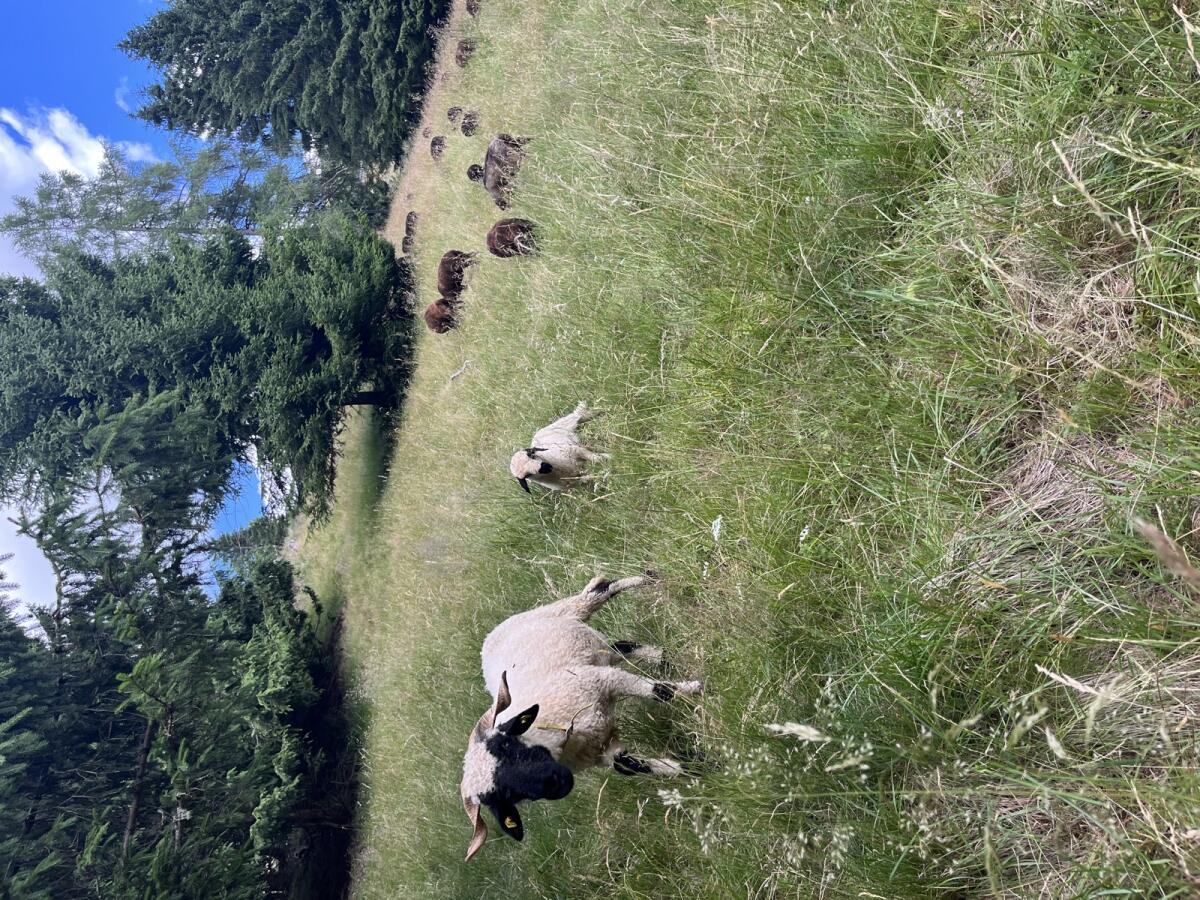 Schaf 1