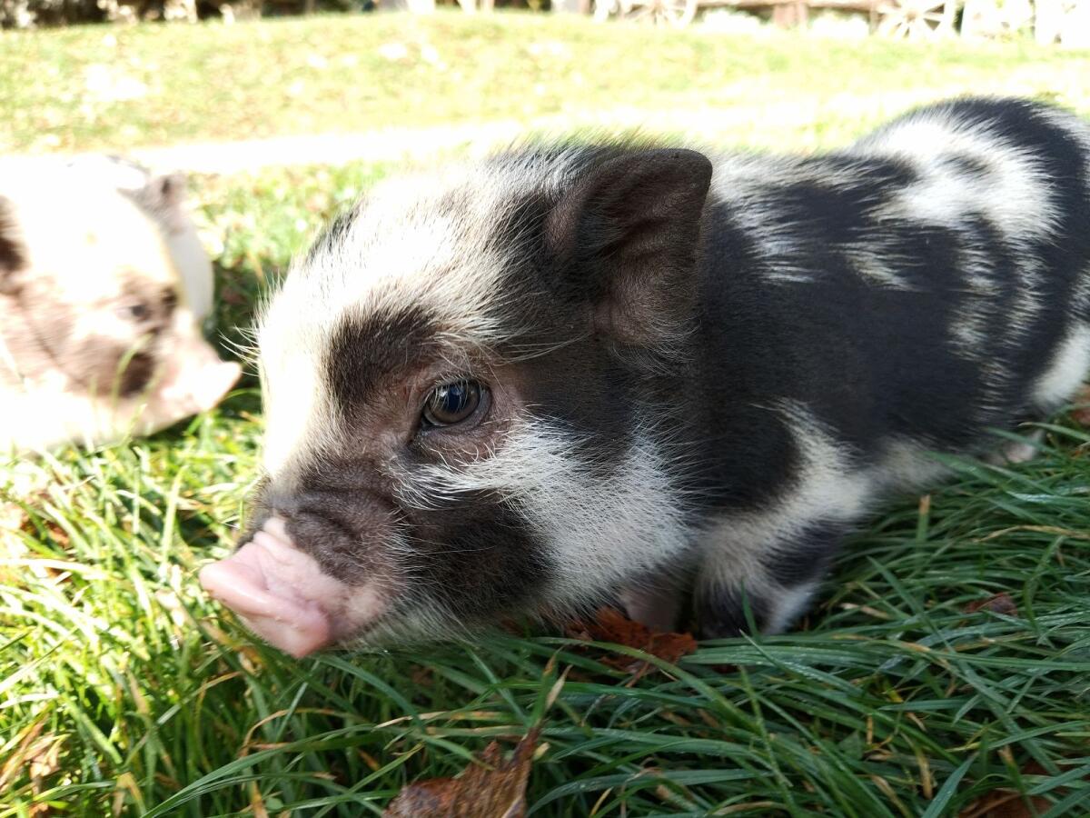 Winzige Minischwein-Ferkel 1