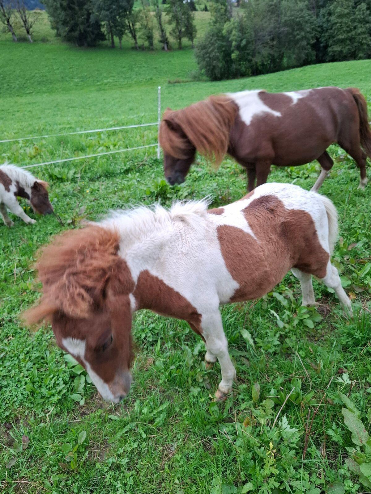 Ponyhengst 3