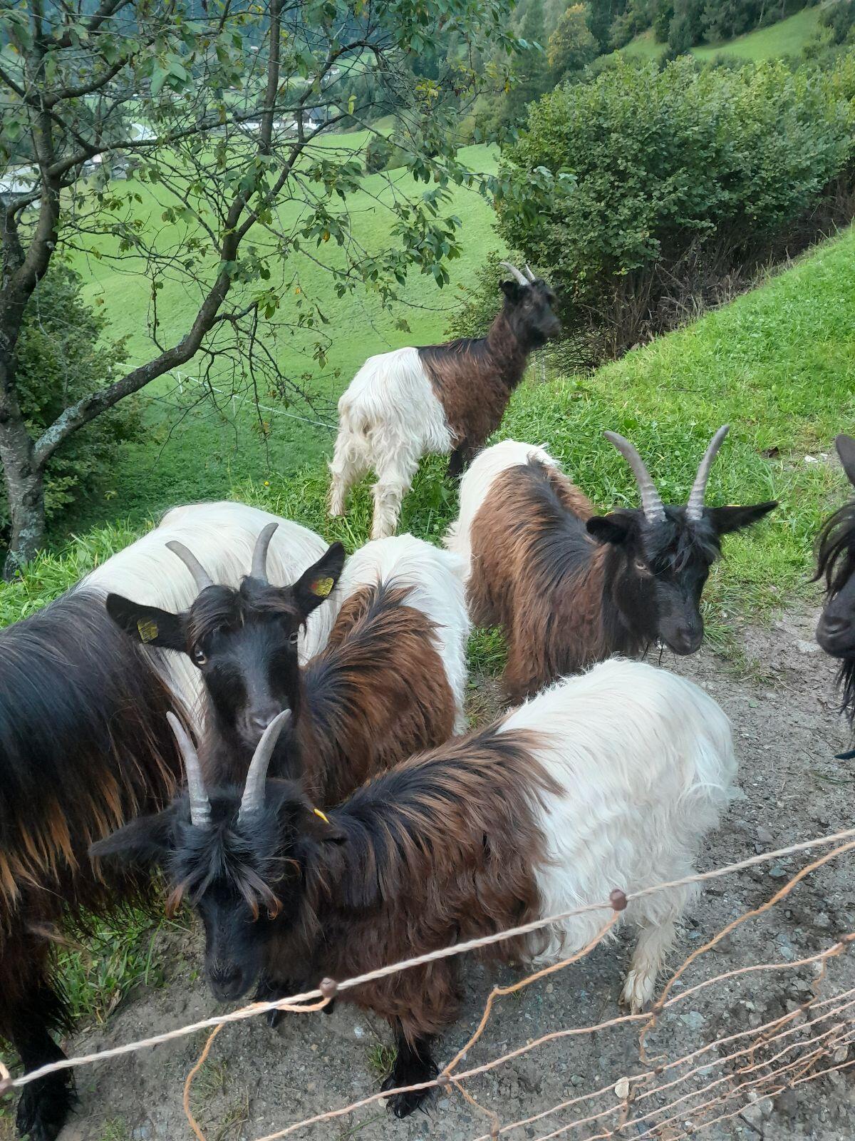 Walliserschwarzhalsziegen Kitze 2