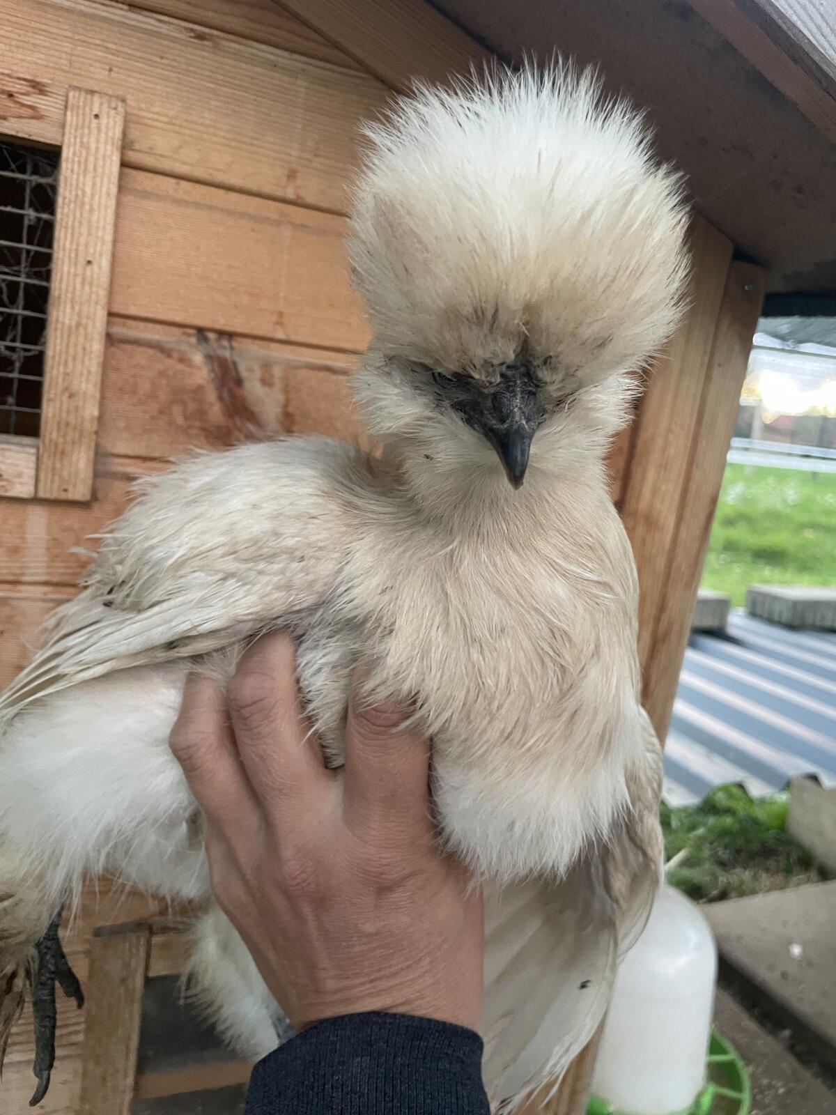 US Silkie-Pärchen abzugeben 3