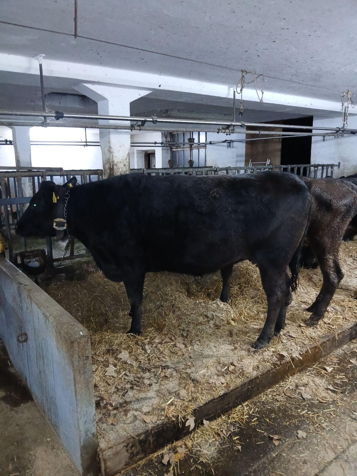 Wagyu Kuh 100% FB 3