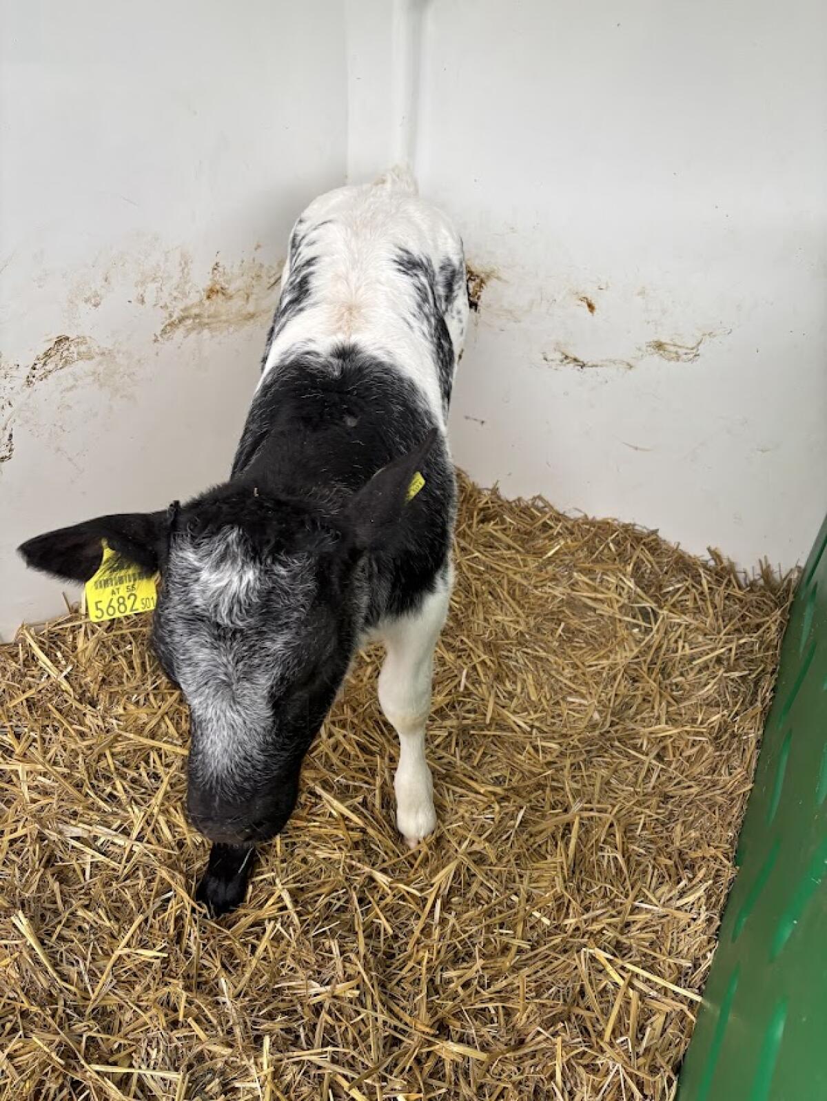Verkaufe Bio Pinzgauer x Weißblaue Belgier Kuhkalb 1