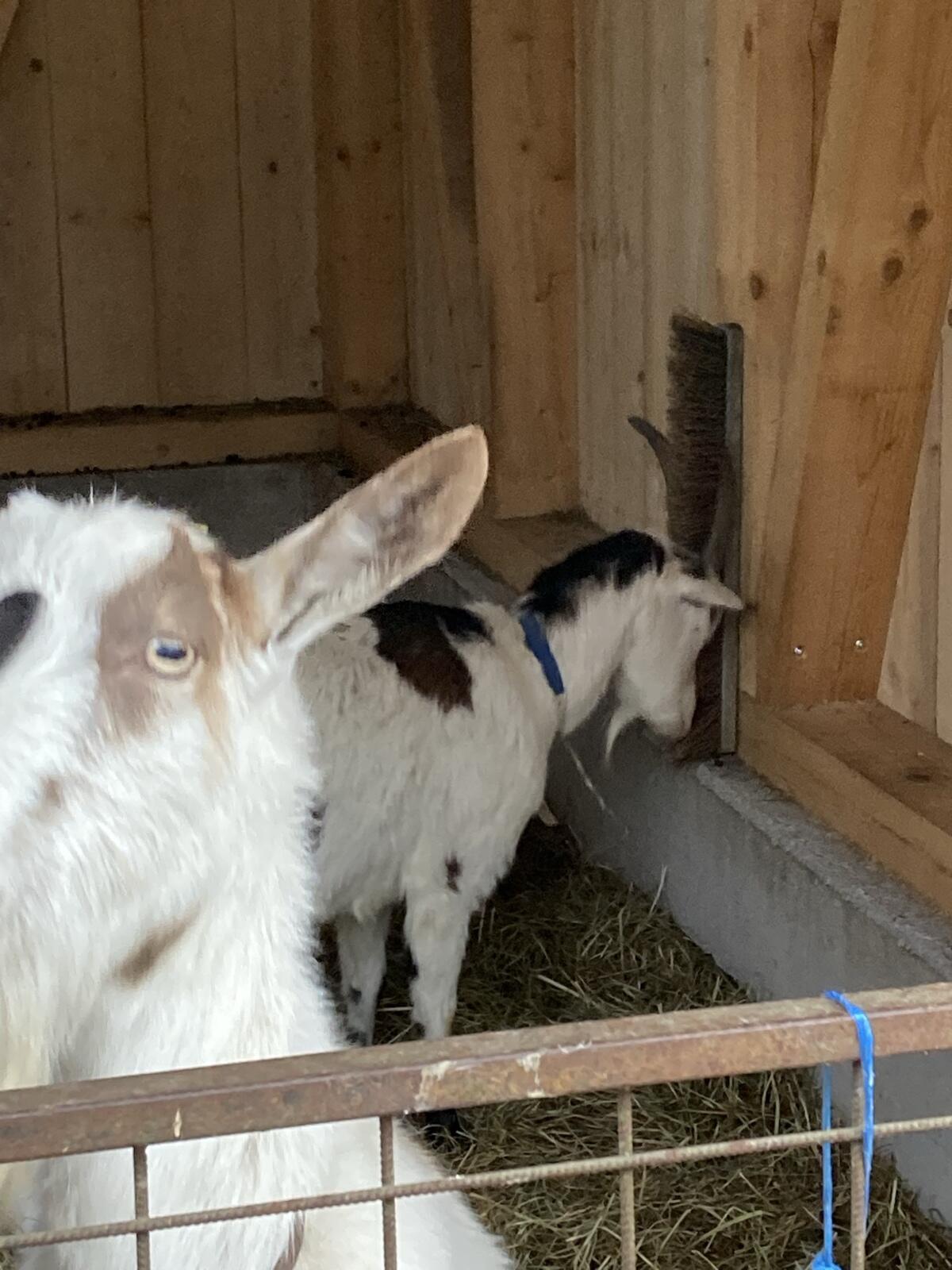 Ziegen Tauernschecken x Burenziege 3