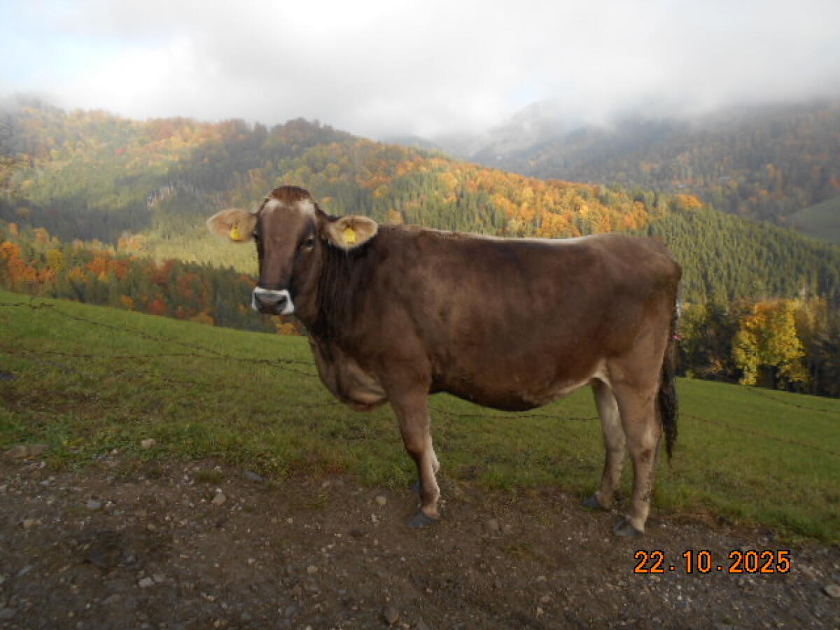 Trächtige Braunviehkalbin 1