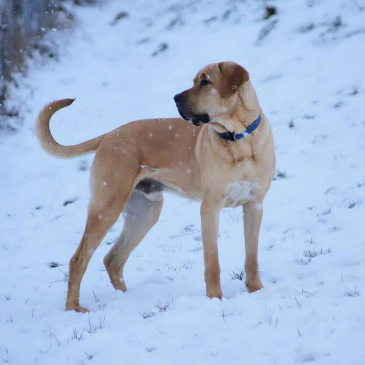 Broholmer Welpen - Dänischer Königshund 1