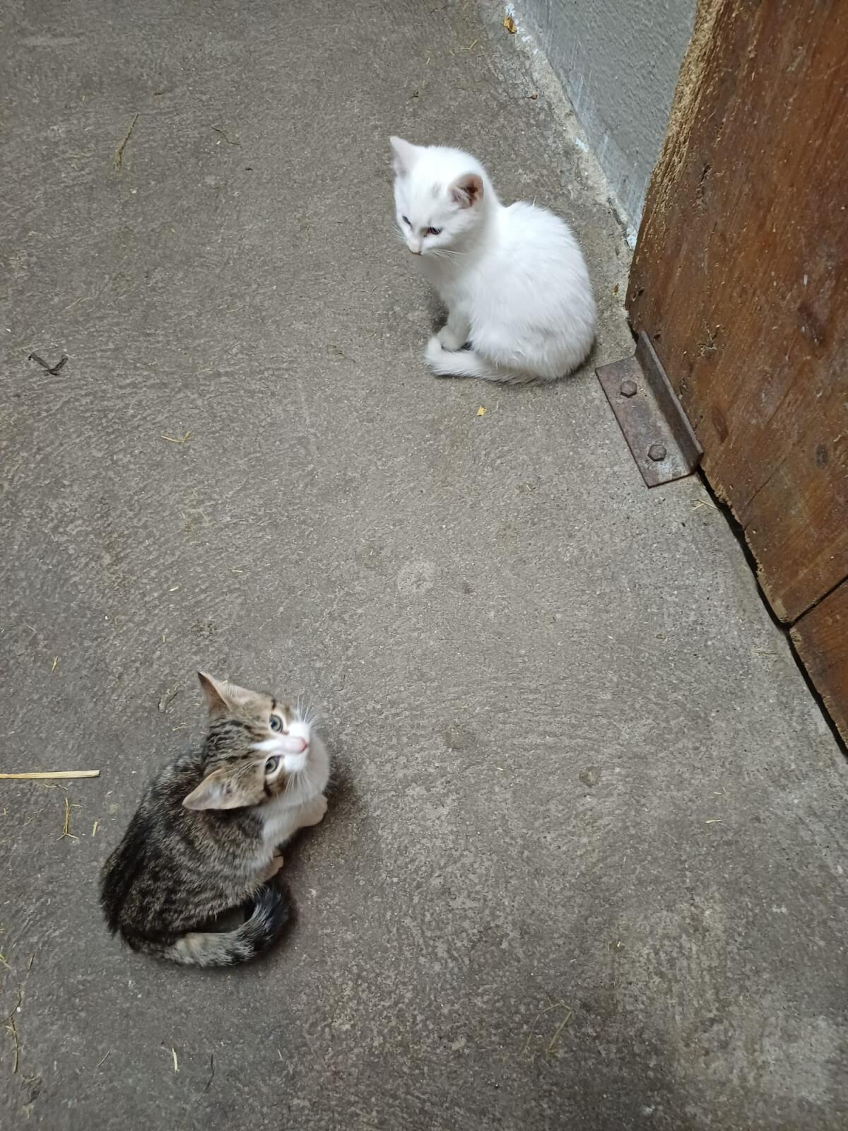 Verkaufe Katzen 1