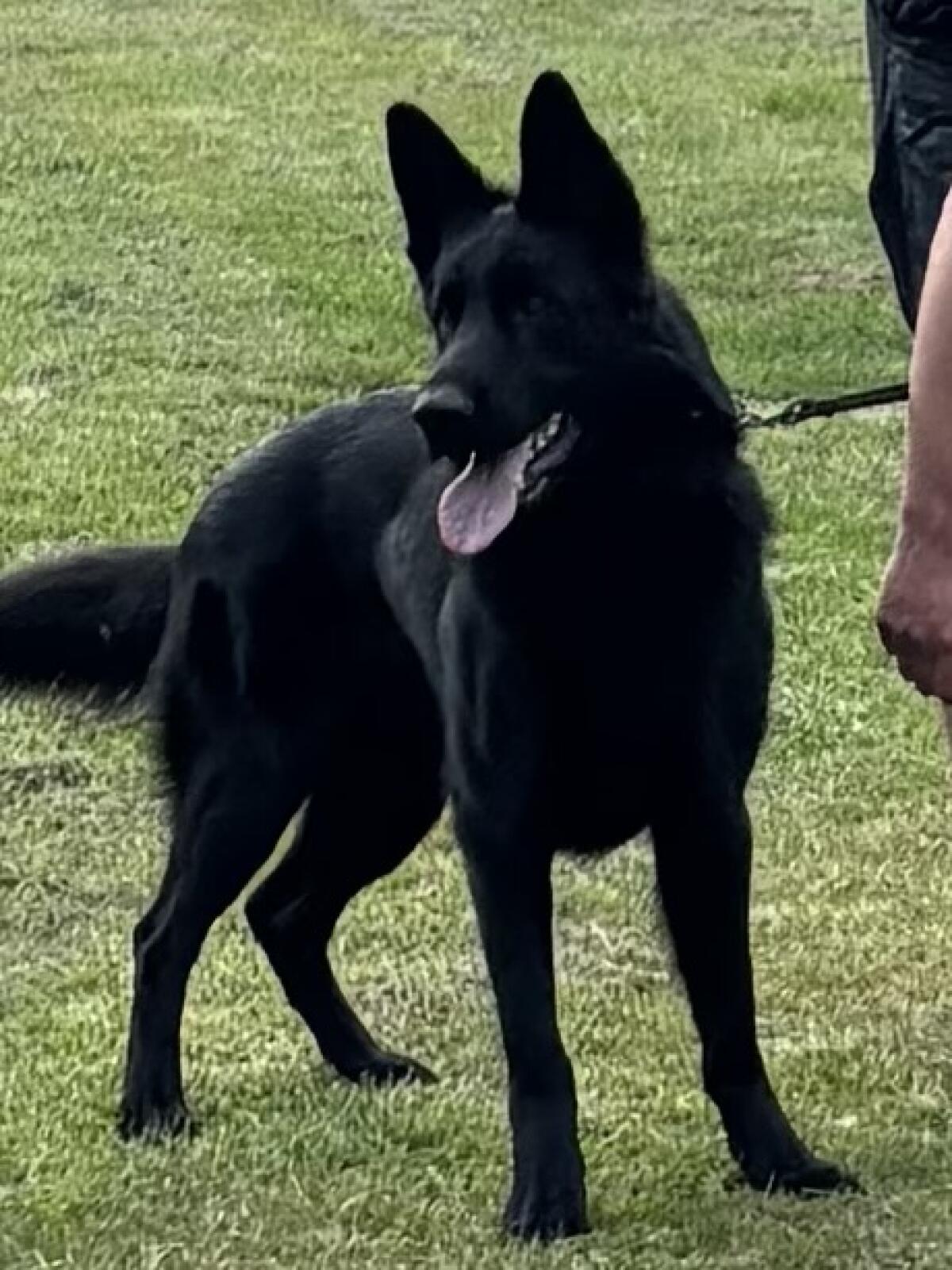 Deutscher Schäferhund Rüde 2